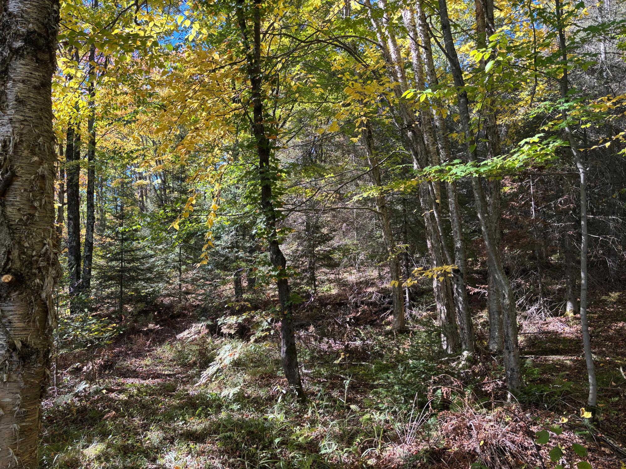 Spectacle Lake Property 5 acres Retriever Ln Photo 4