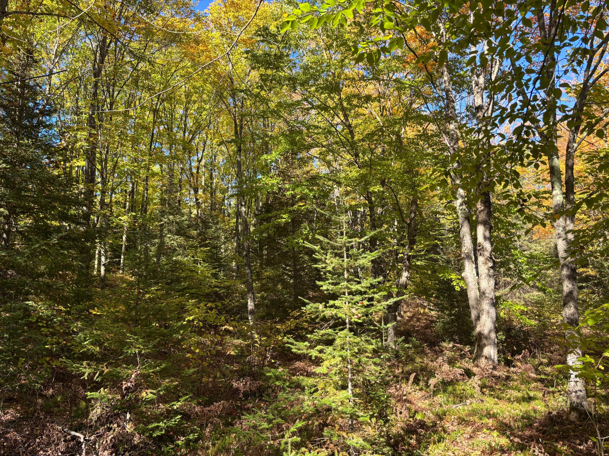 Spectacle Lake Property 5 acres Retriever Ln Photo 5