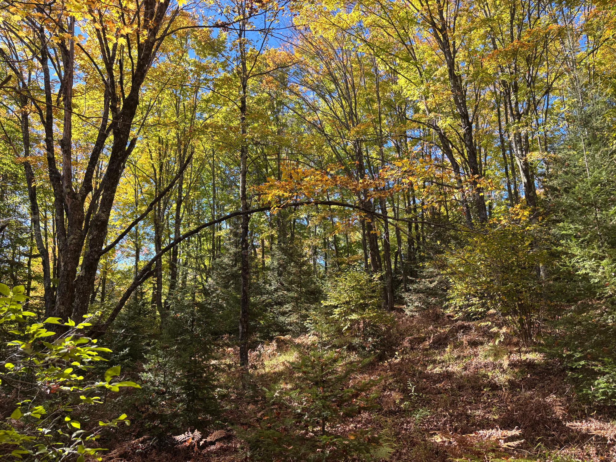 Spectacle Lake Property 5 acres Retriever Ln Photo 6