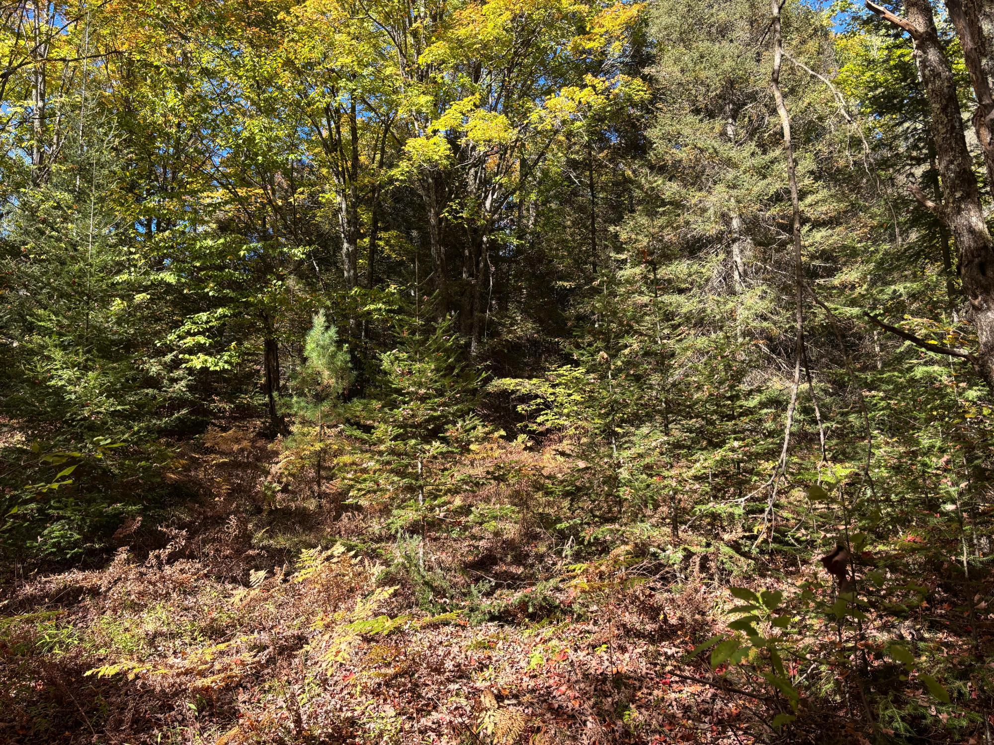 Spectacle Lake Property 5 acres Retriever Ln Photo 7