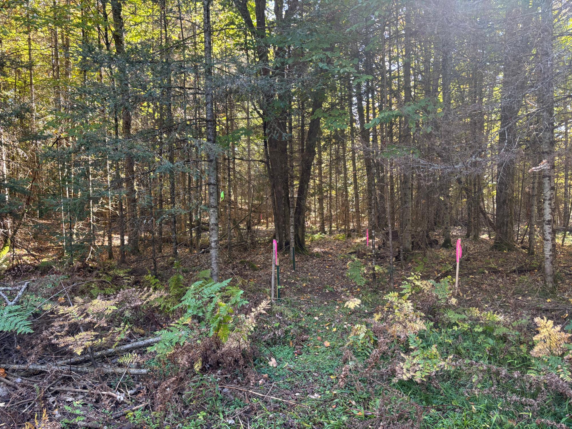 Spectacle Lake Property 5 acres Retriever Ln Photo 8