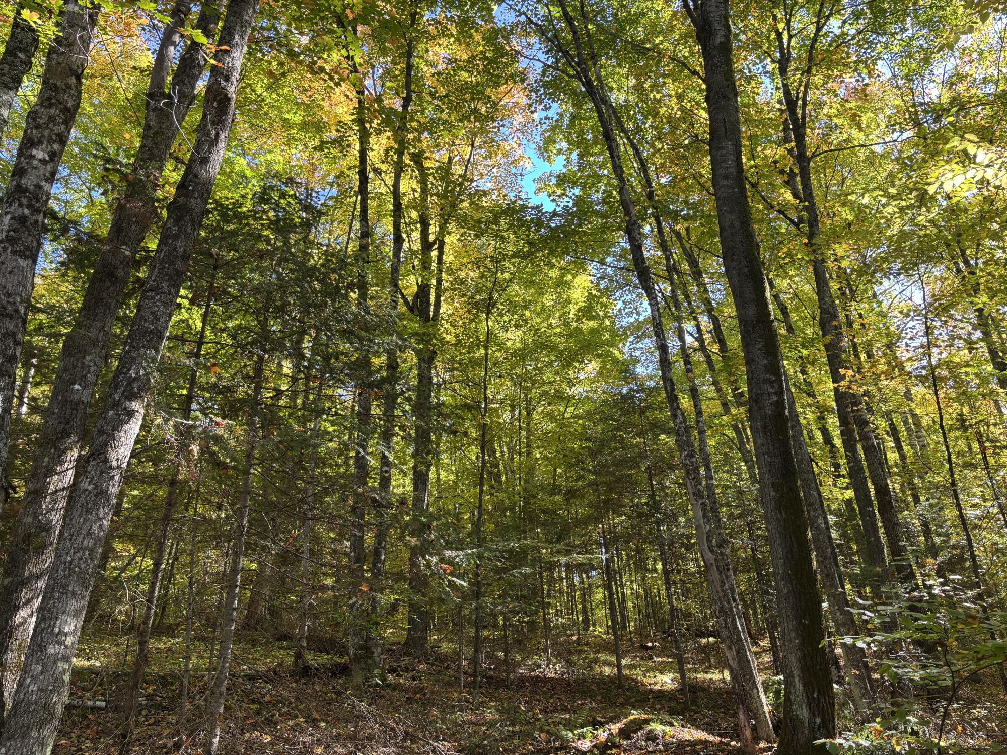 Spectacle Lake Property Lot 21 Nicolet Shores Ln Photo 13