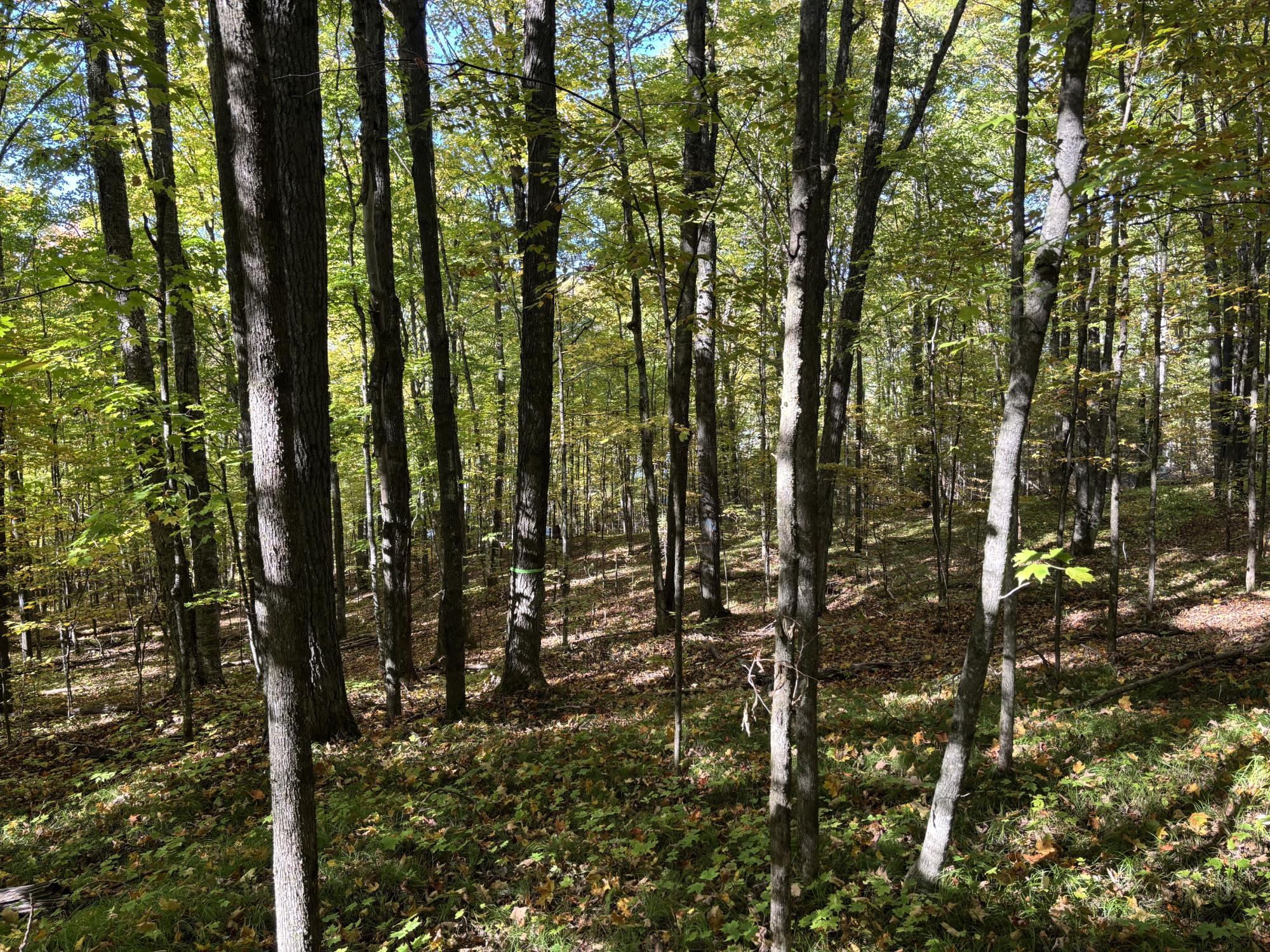 Spectacle Lake Property Lot 21 Nicolet Shores Ln Photo 5