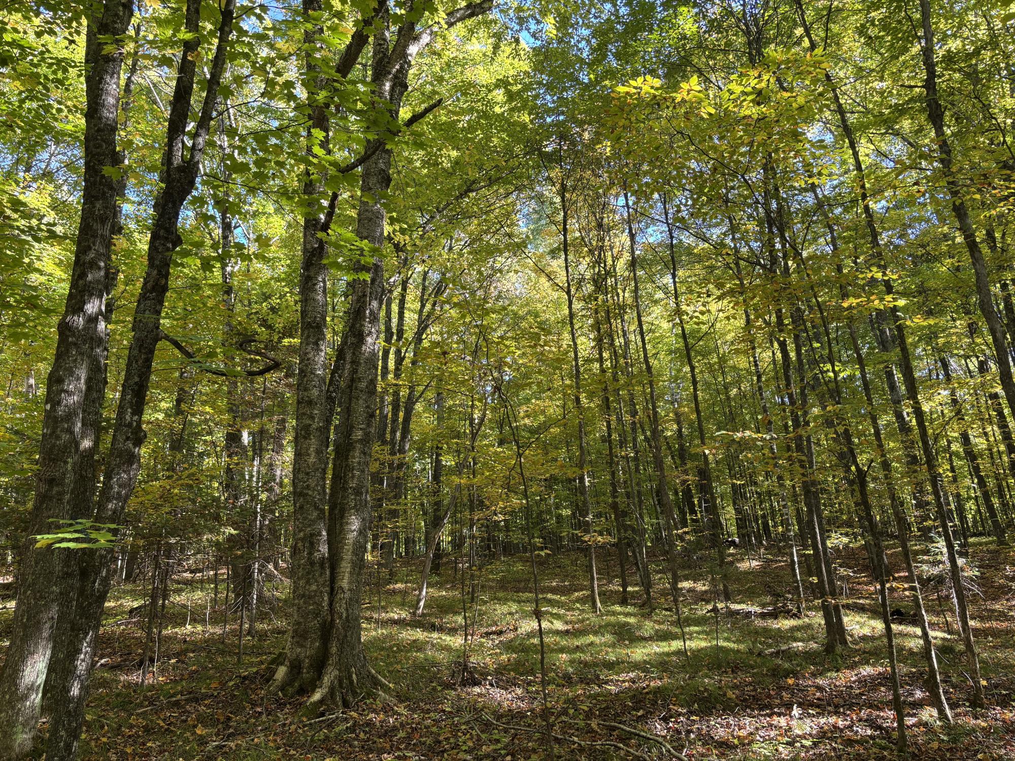 Spectacle Lake Property Lot 21 Nicolet Shores Ln Photo 6