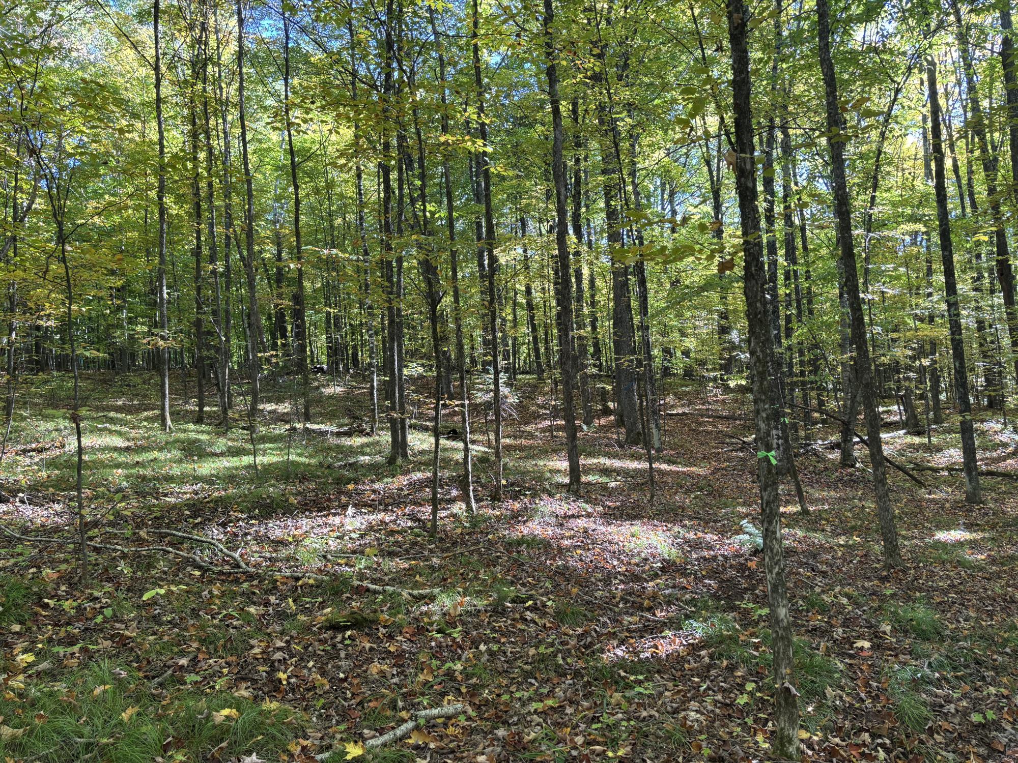 Spectacle Lake Property Lot 21 Nicolet Shores Ln Photo 7