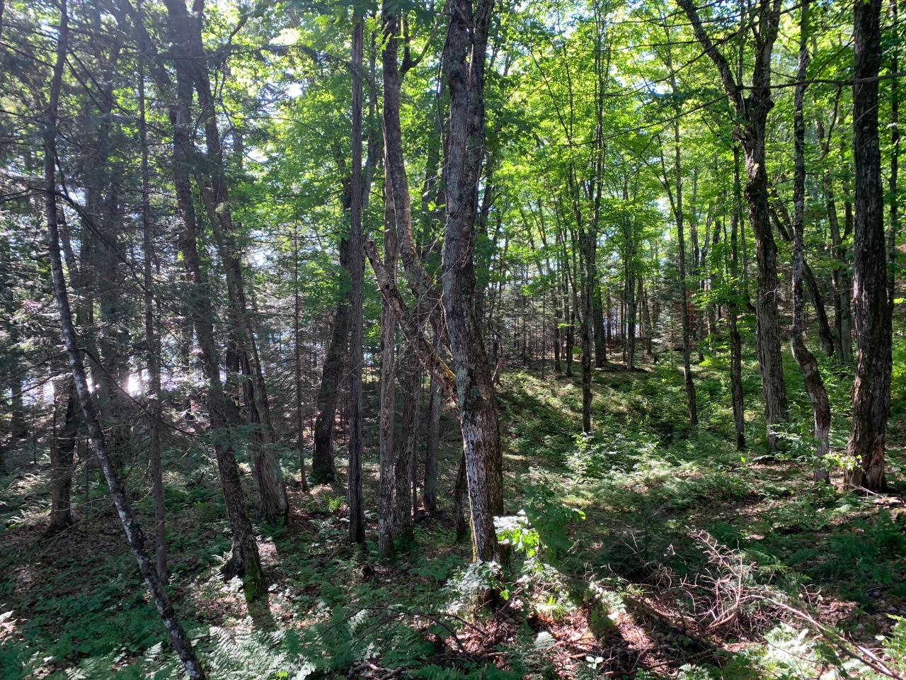 Landing Lake Property Off Of Knuth Ln Photo 10