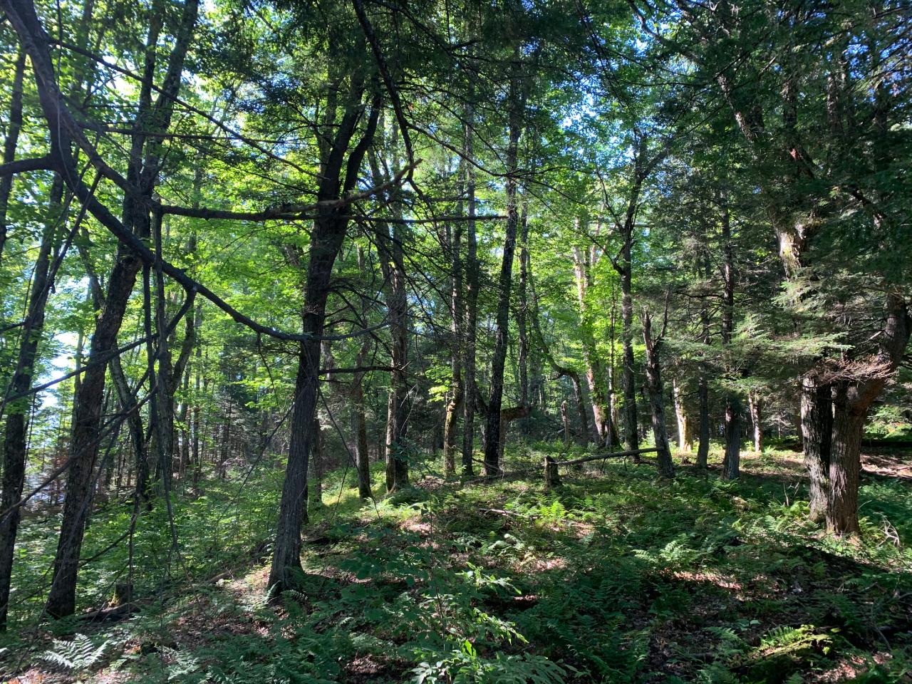 Landing Lake Property Off Of Knuth Ln Photo 11