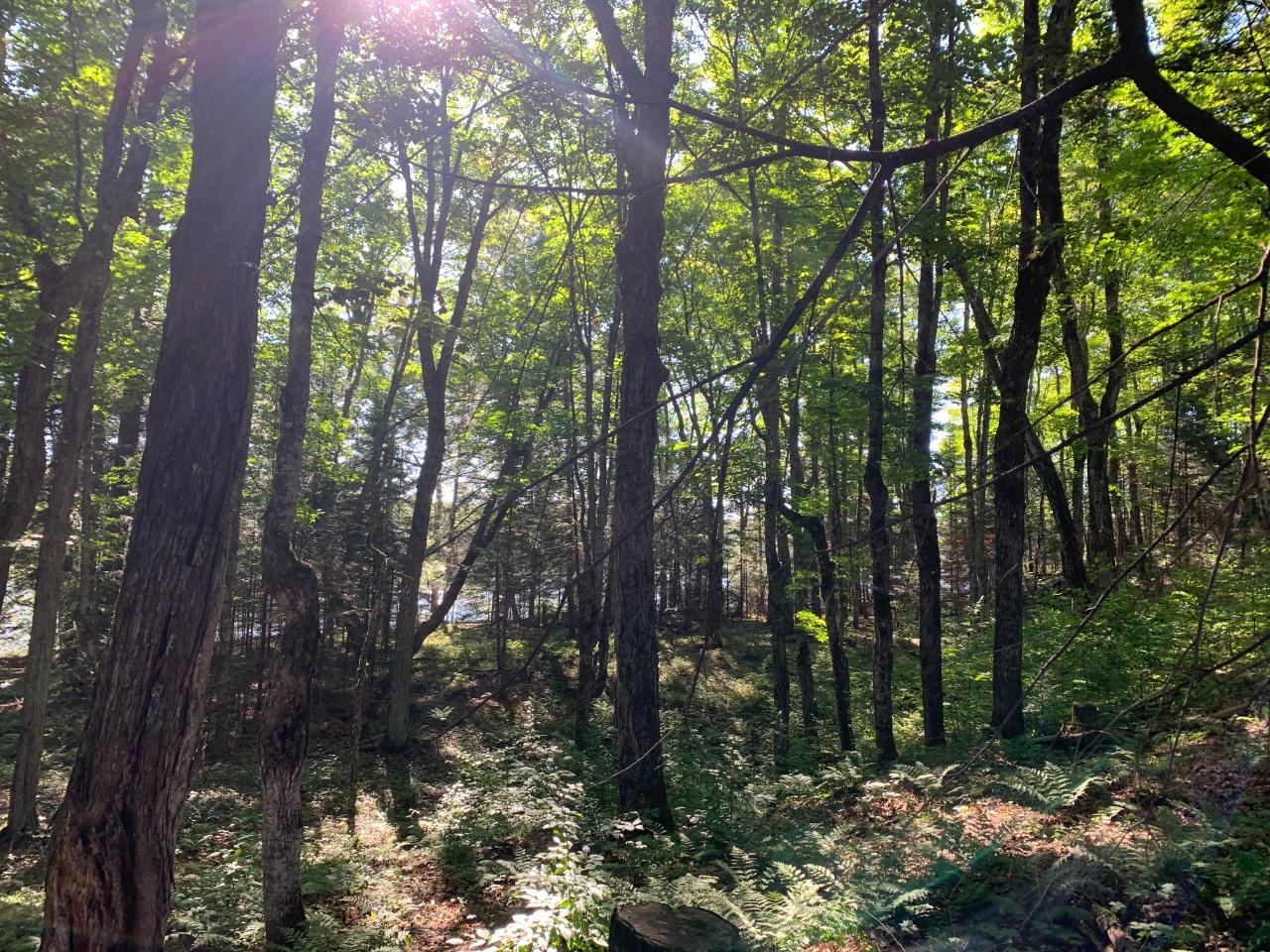 Landing Lake Property Off Of Knuth Ln Photo 12