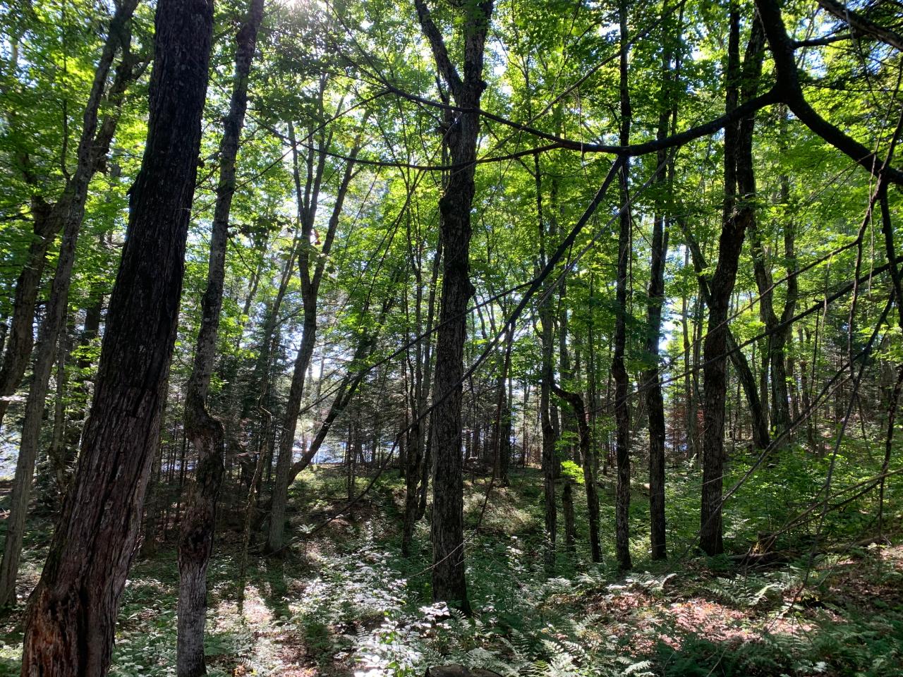 Landing Lake Property Off Of Knuth Ln Photo 13