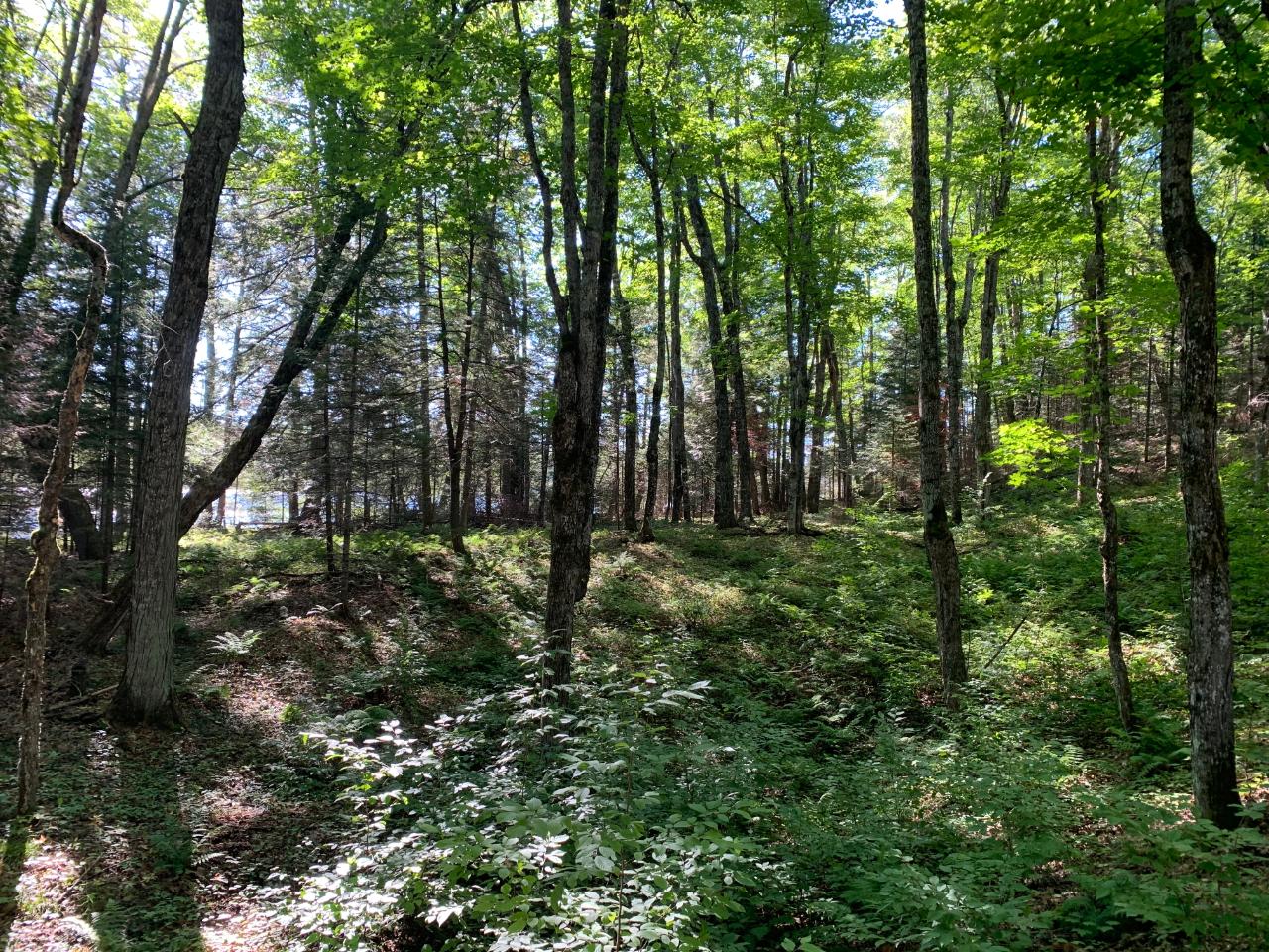 Landing Lake Property Off Of Knuth Ln Photo 16