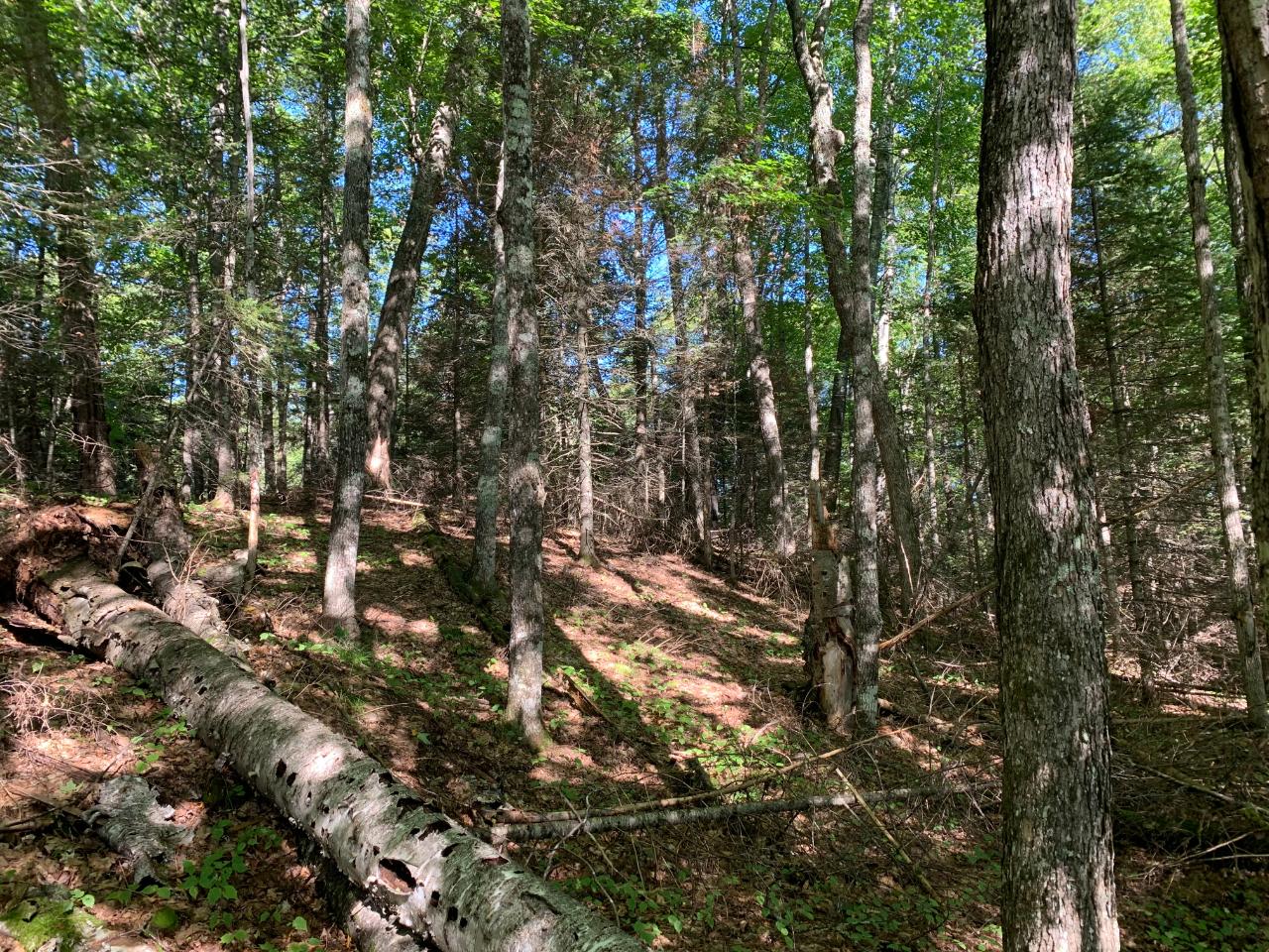 Landing Lake Property Off Of Knuth Ln Photo 20