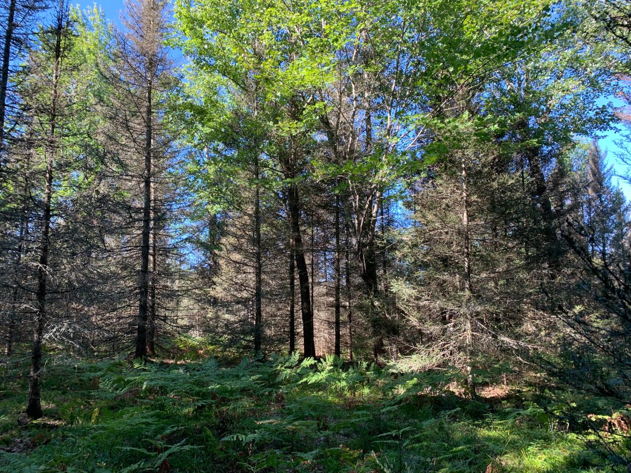 Landing Lake Property Off Of Knuth Ln Photo 24