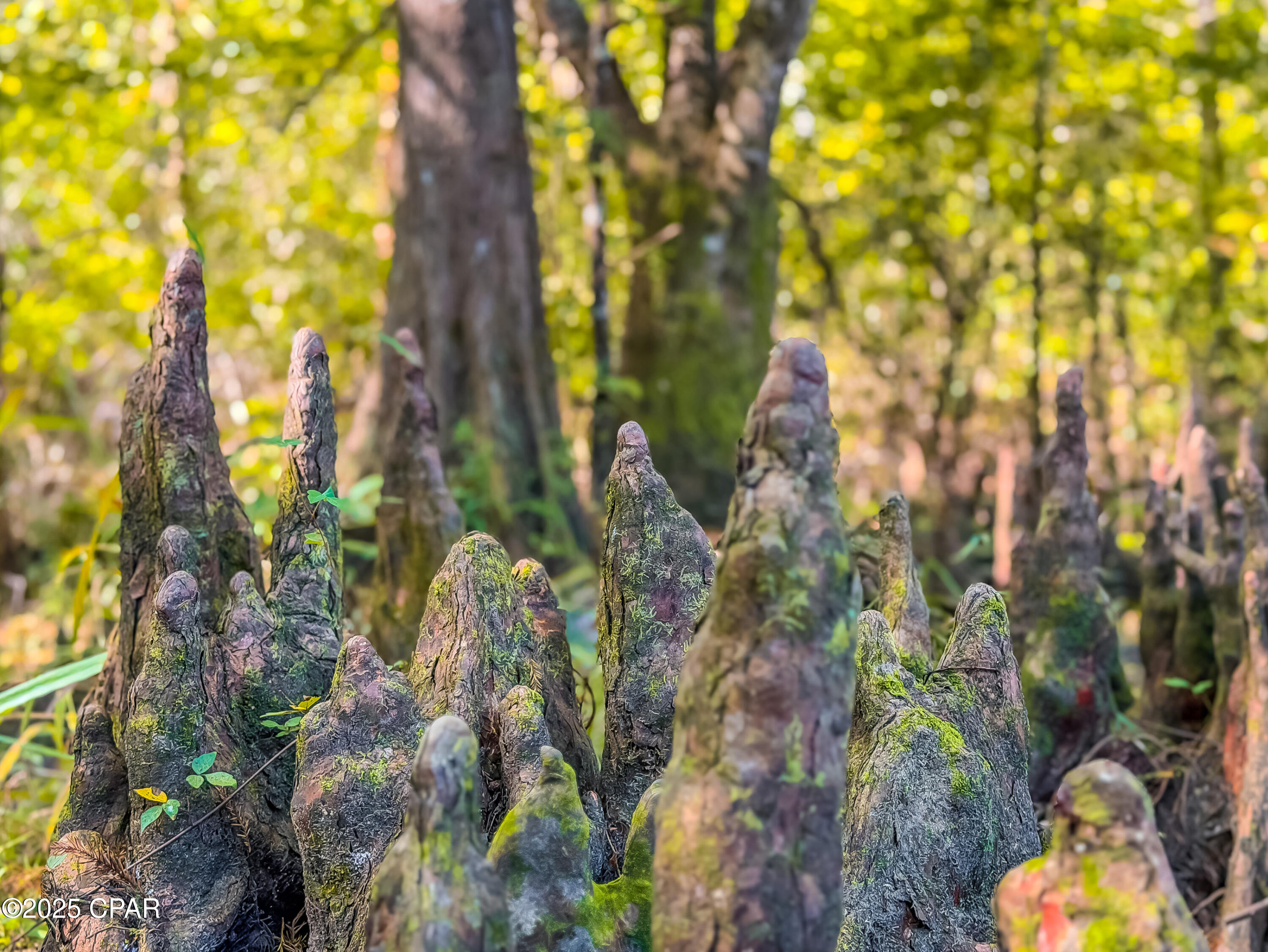 991y_6g9om1js3wolezxqlywpawxyyuphe Nyzovpjy