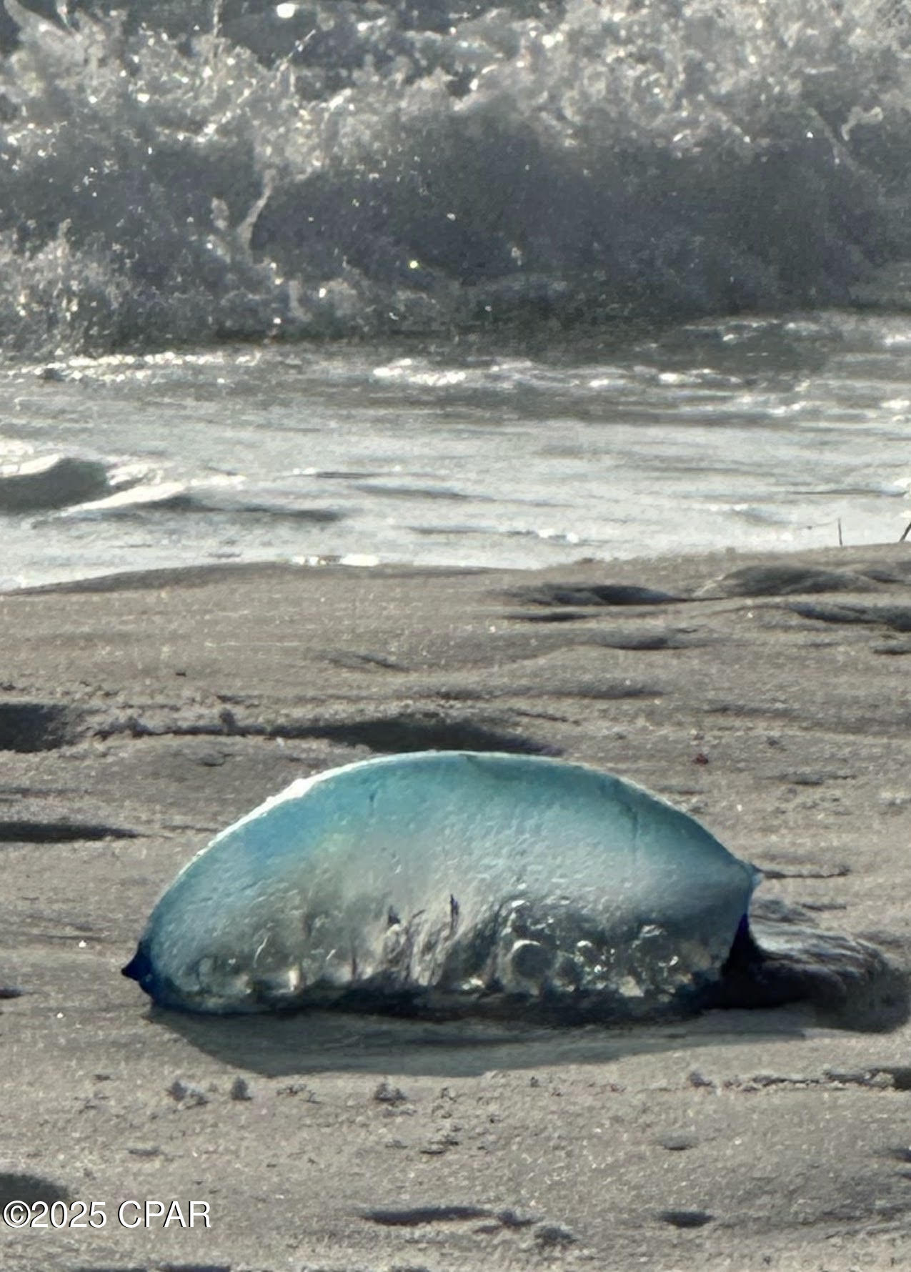 Nyufvp 6gqqojkrimadau8jzrkuv0n4du7n_wvqzwnk