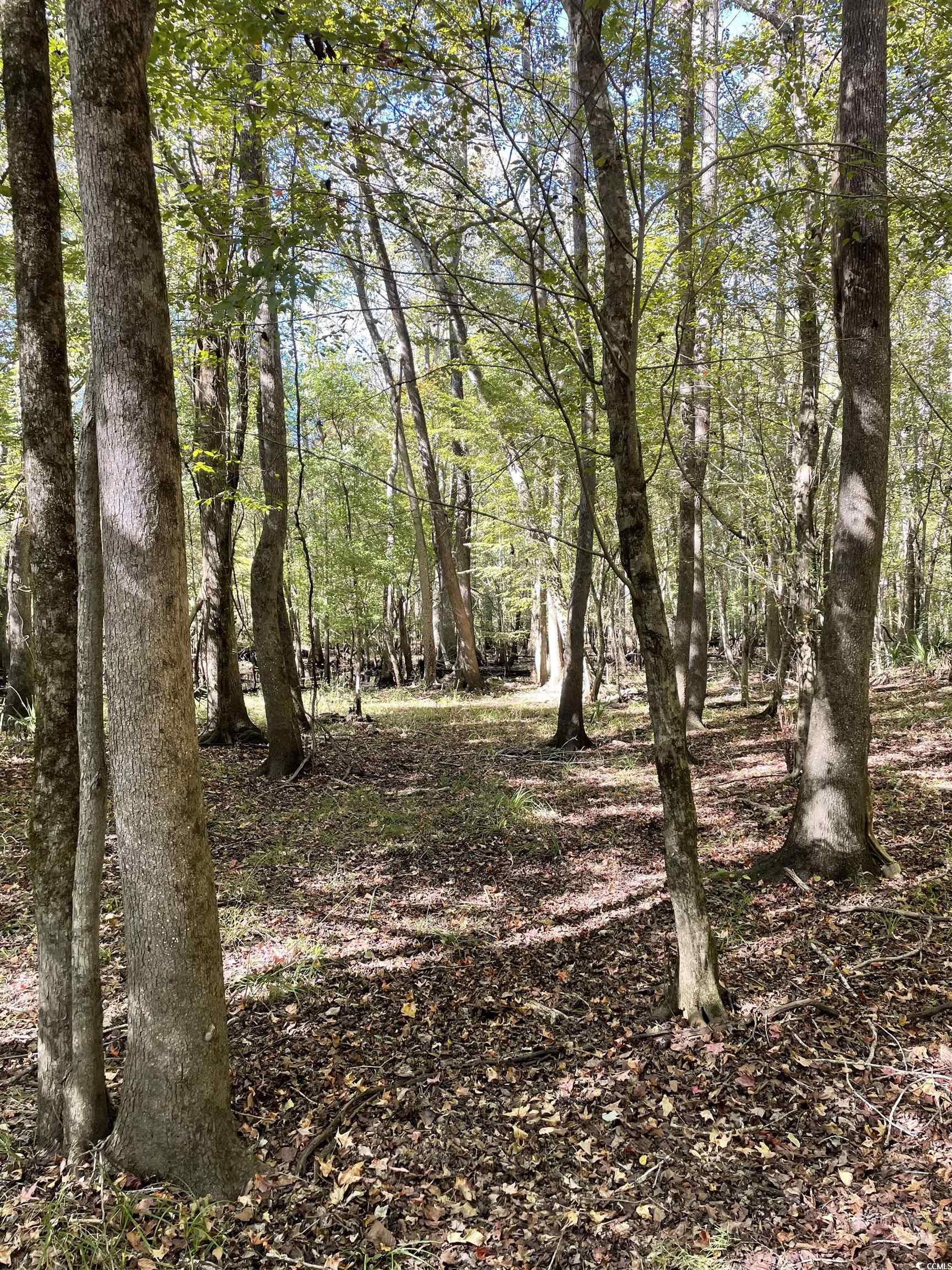 Martin Luther King Jr. Hwy. Kingstree, SC 29556