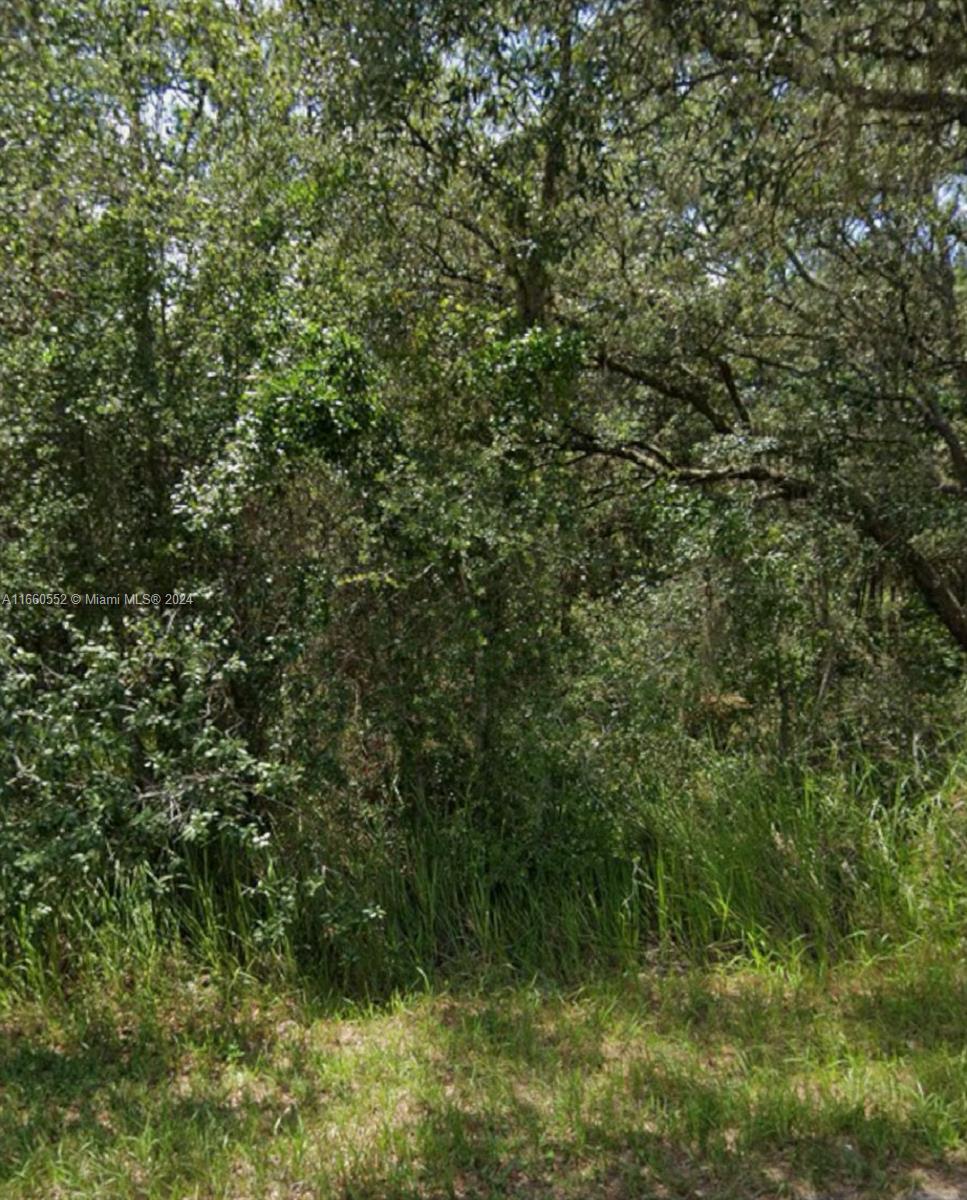 Unknown Pecan Radial, Ocala, Florida image 2