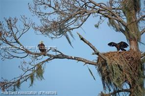 Oleander Drive, Lake Wales, Florida image 10