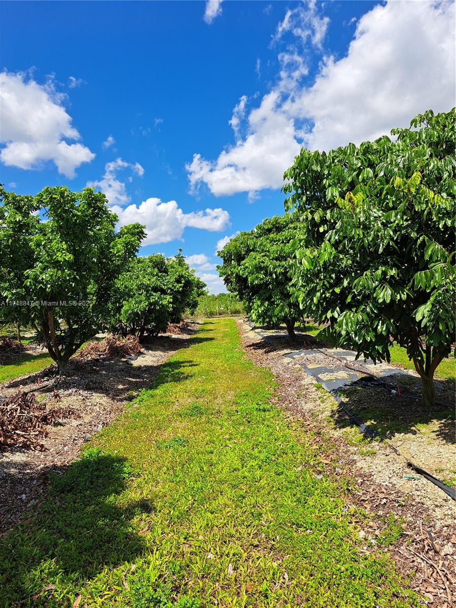 Land, Homestead, Florida image 11