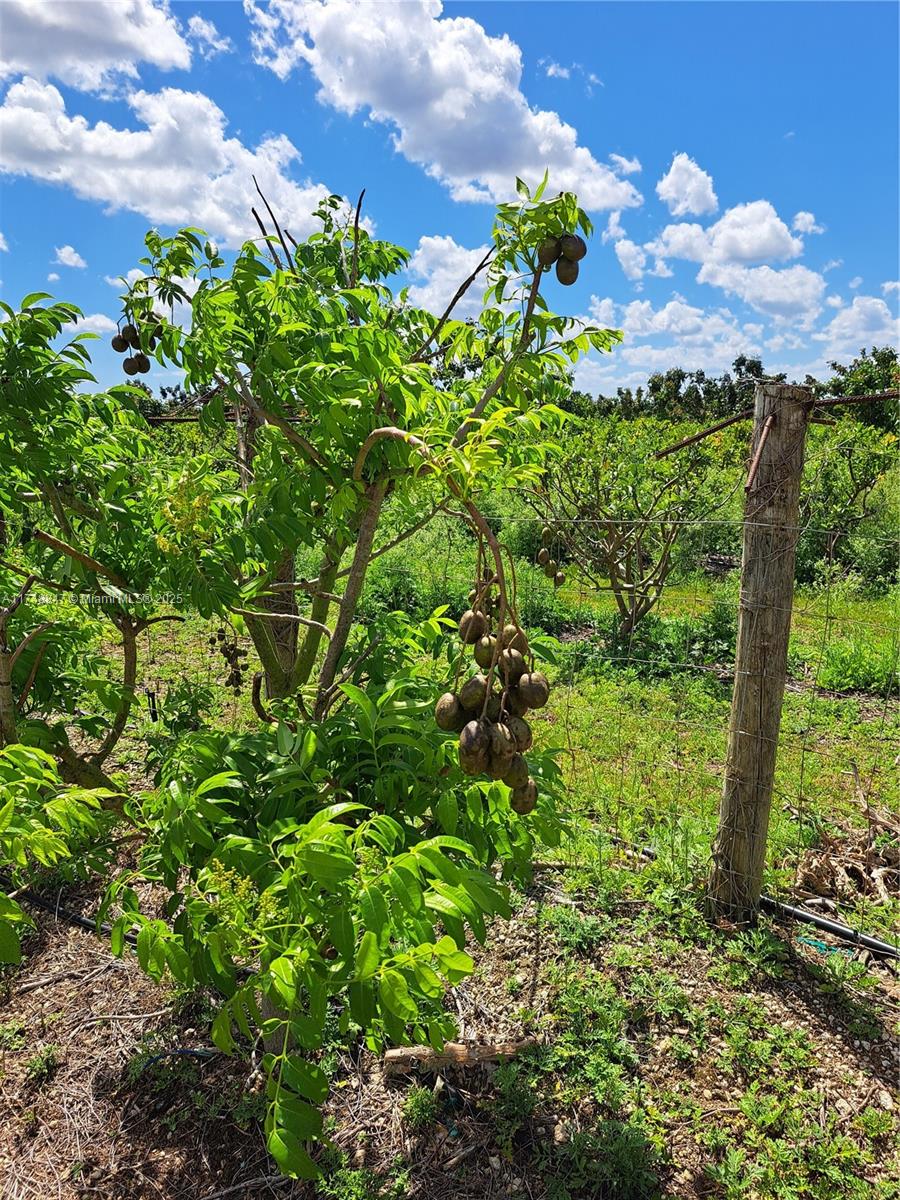 Land, Homestead, Florida image 16