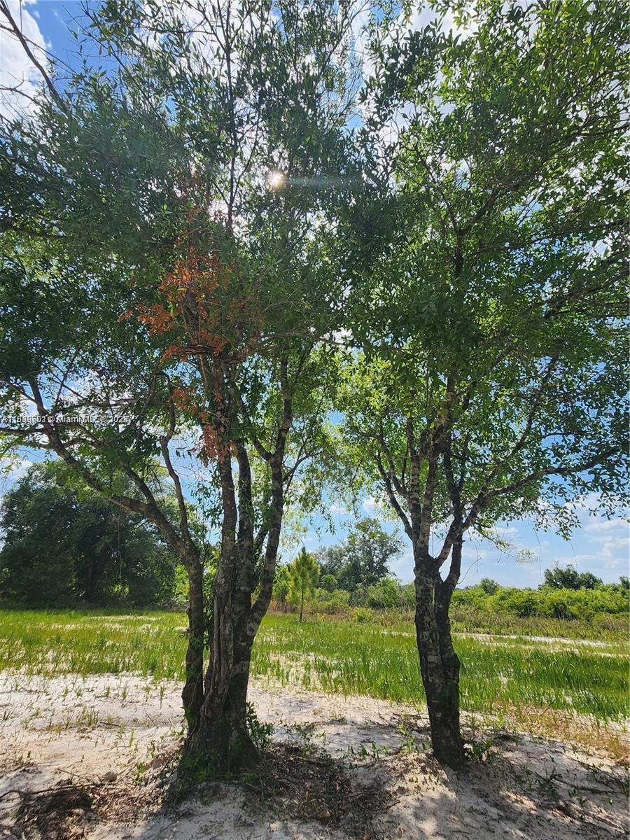 17212 NW 288 St, Okeechobee, Florida image 13
