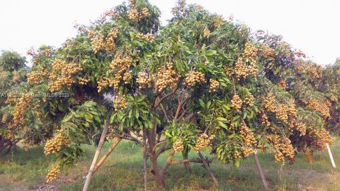 335XX SW 217 Ave, Homestead, Florida 33034, ,Land,For Sale,335XX SW 217 Ave,A11352860