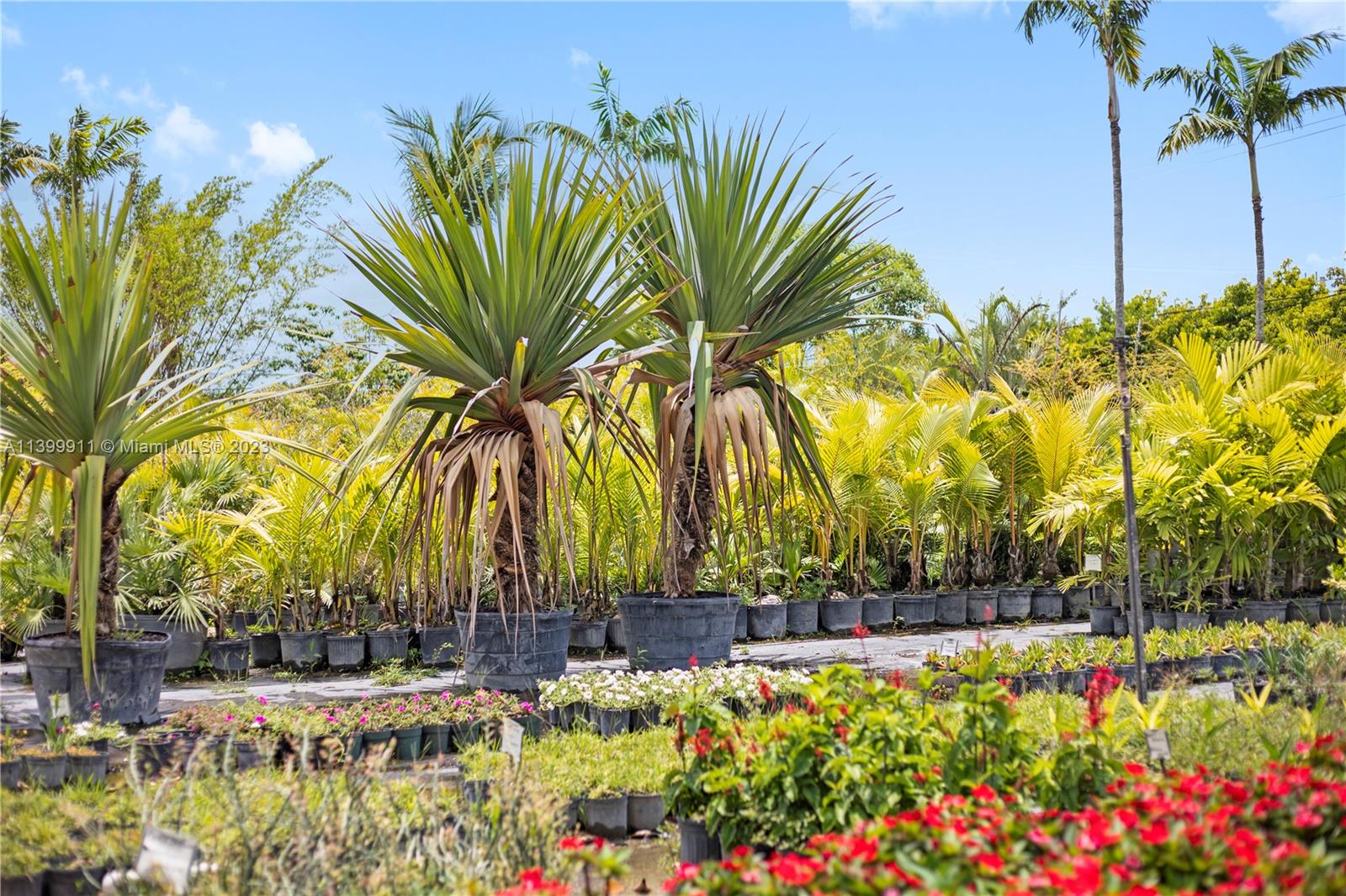 ASSORTED  BAYS OF FLA NATIVES