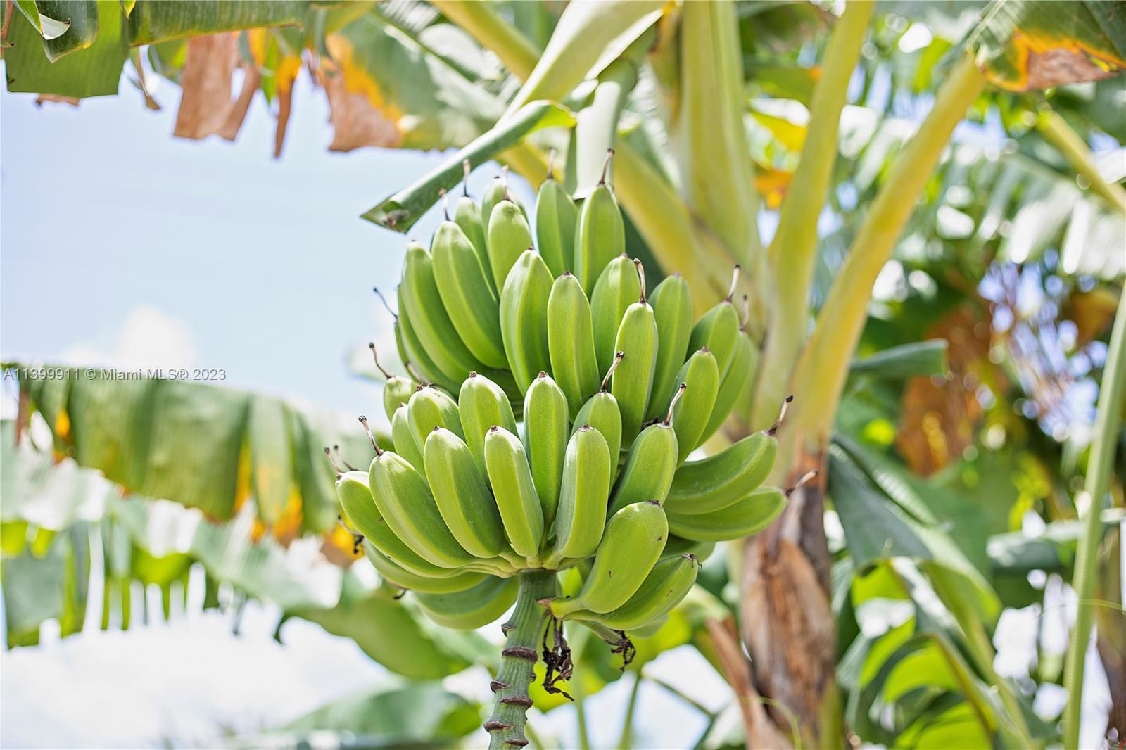 edibles bananas/ plantains