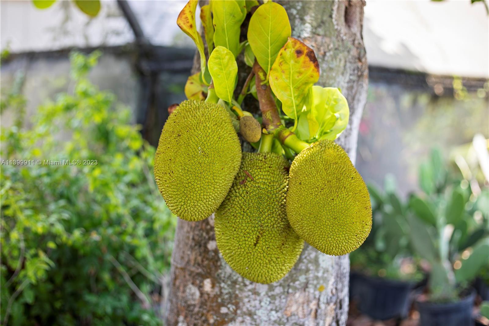 JACK FRUIT ...EDIBLES