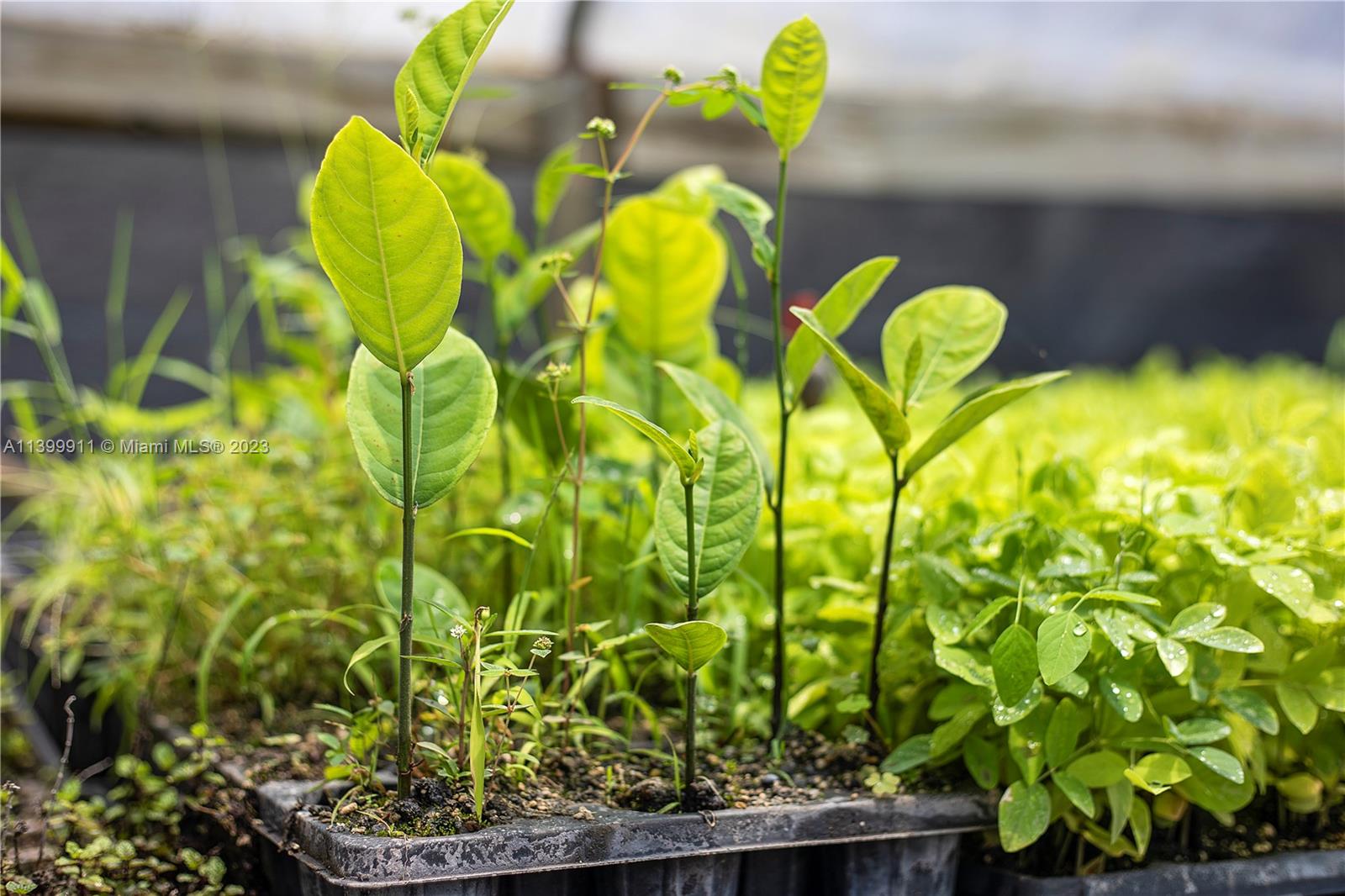 young plants for next season resale as step ups located thru out the nursery