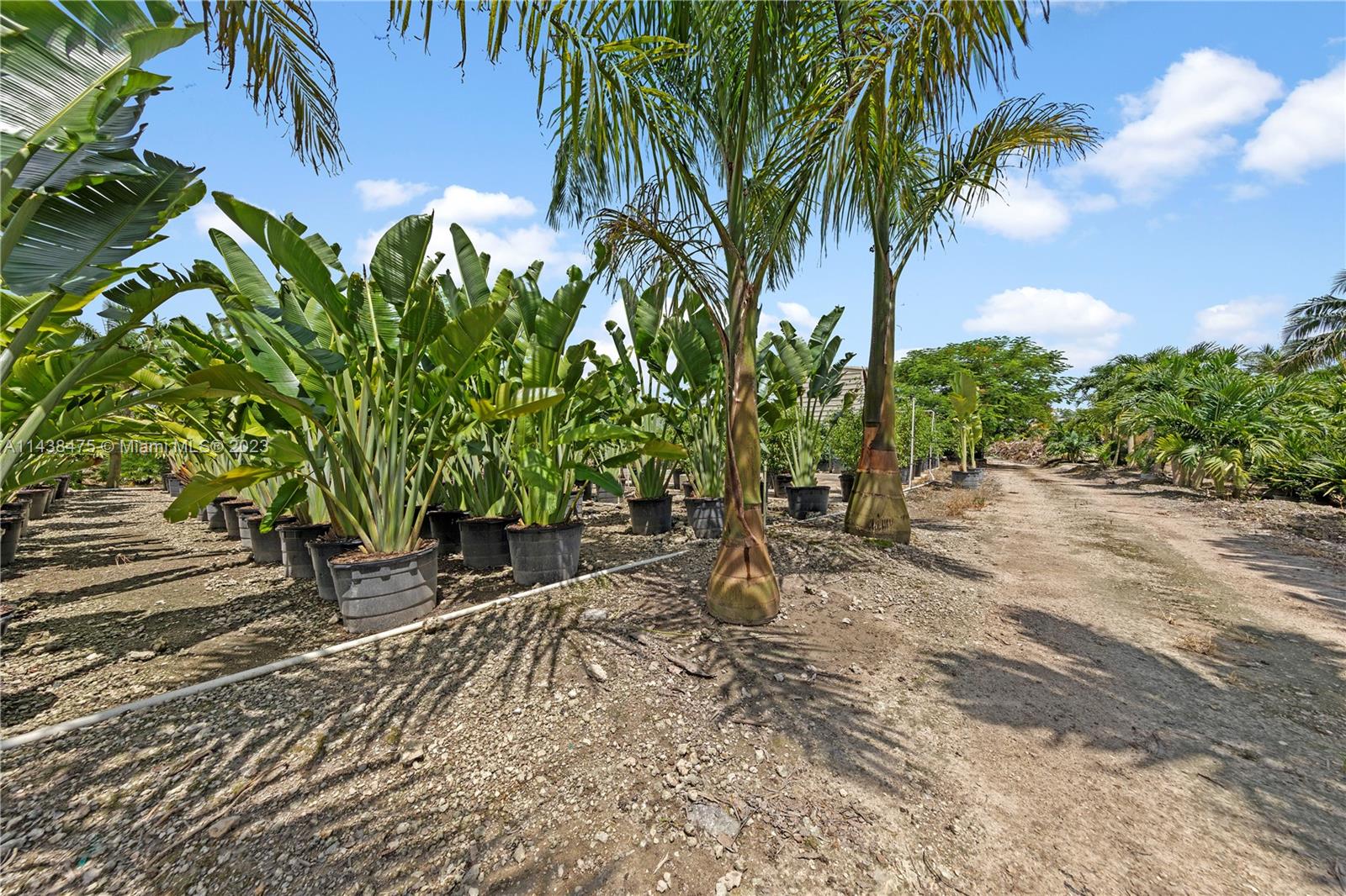 BEAUTIFUL GROUNDS WITH LIVING ART READY TO PLANT