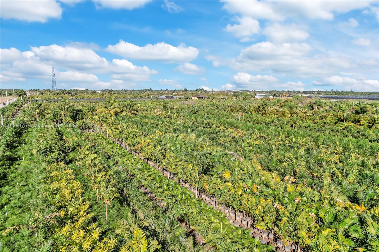 A FIELD OF PALMS. PLANT MATERIAL ON SITE HAS A VALUE OF OVER 2 MILLION