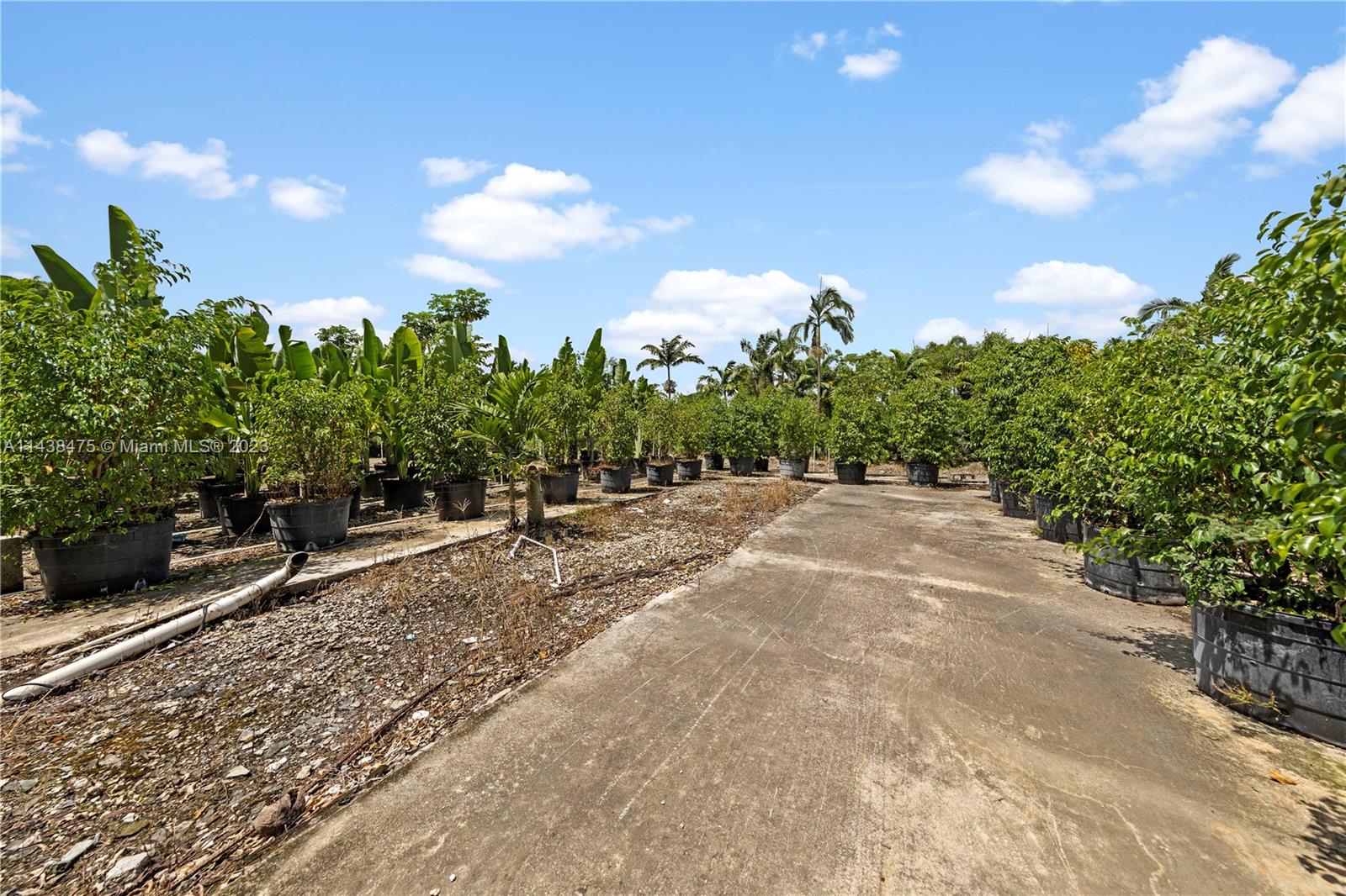 POTTED MATERIAL ON CLOTH FOR EASY PLANTING OR SALES IF DESIRED. LIVE WORK AND PLAY HERE