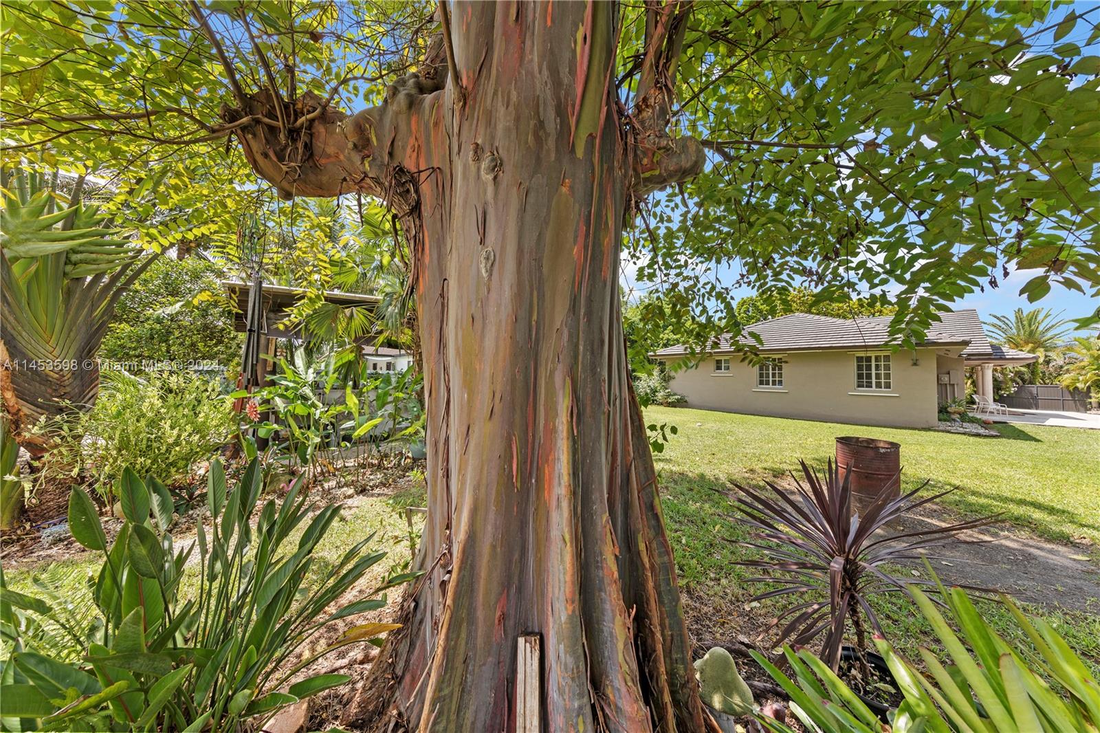 RAINBOW EUCALYPTUS TREE GREAT SPACE BETWEEN HOME AND​​‌​​​​‌​​‌‌​‌‌​​​‌‌​‌​‌​‌​​​‌​​ OUTBUILDINGS