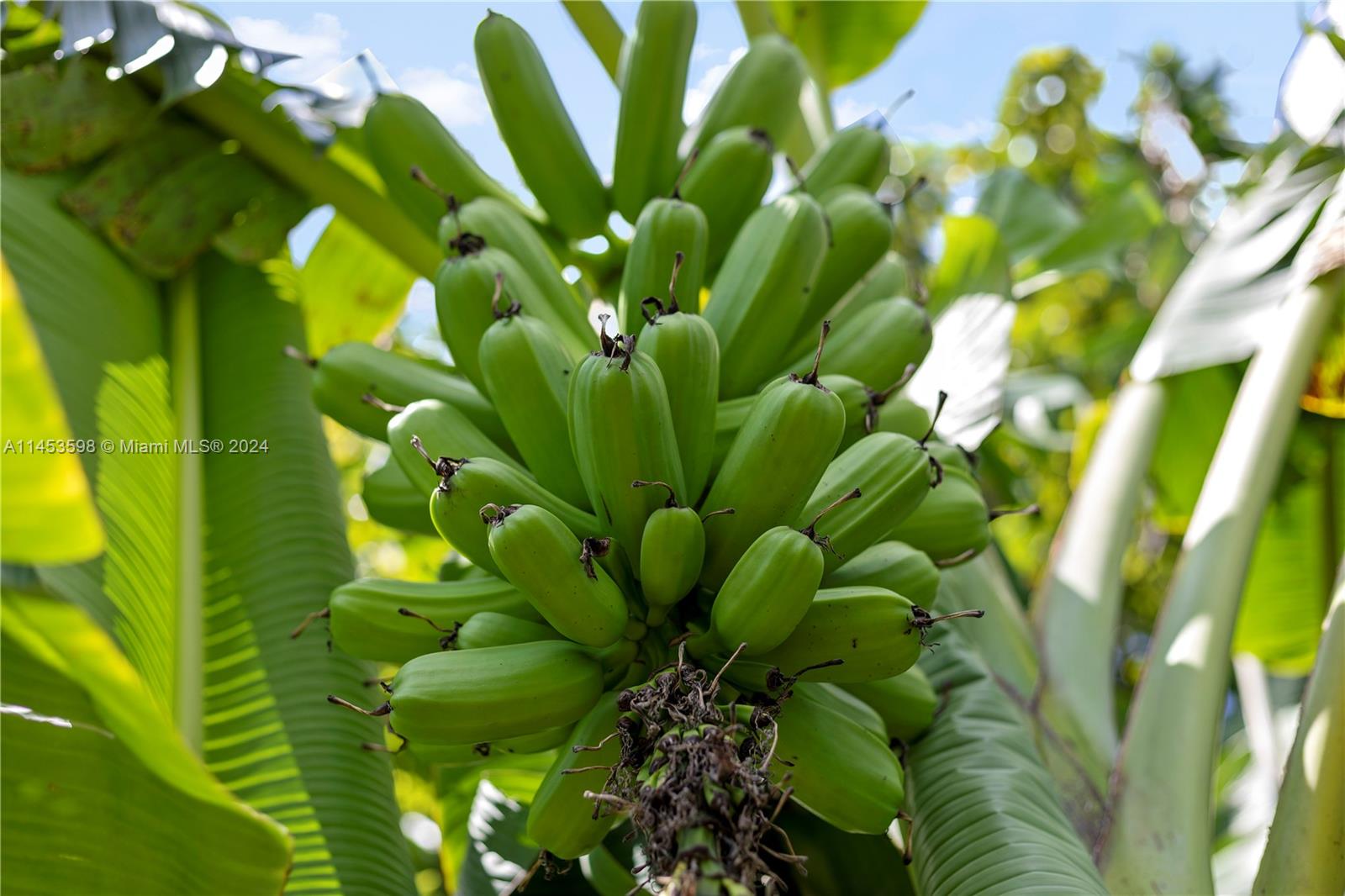 HAWAIIAN PLANTAINS