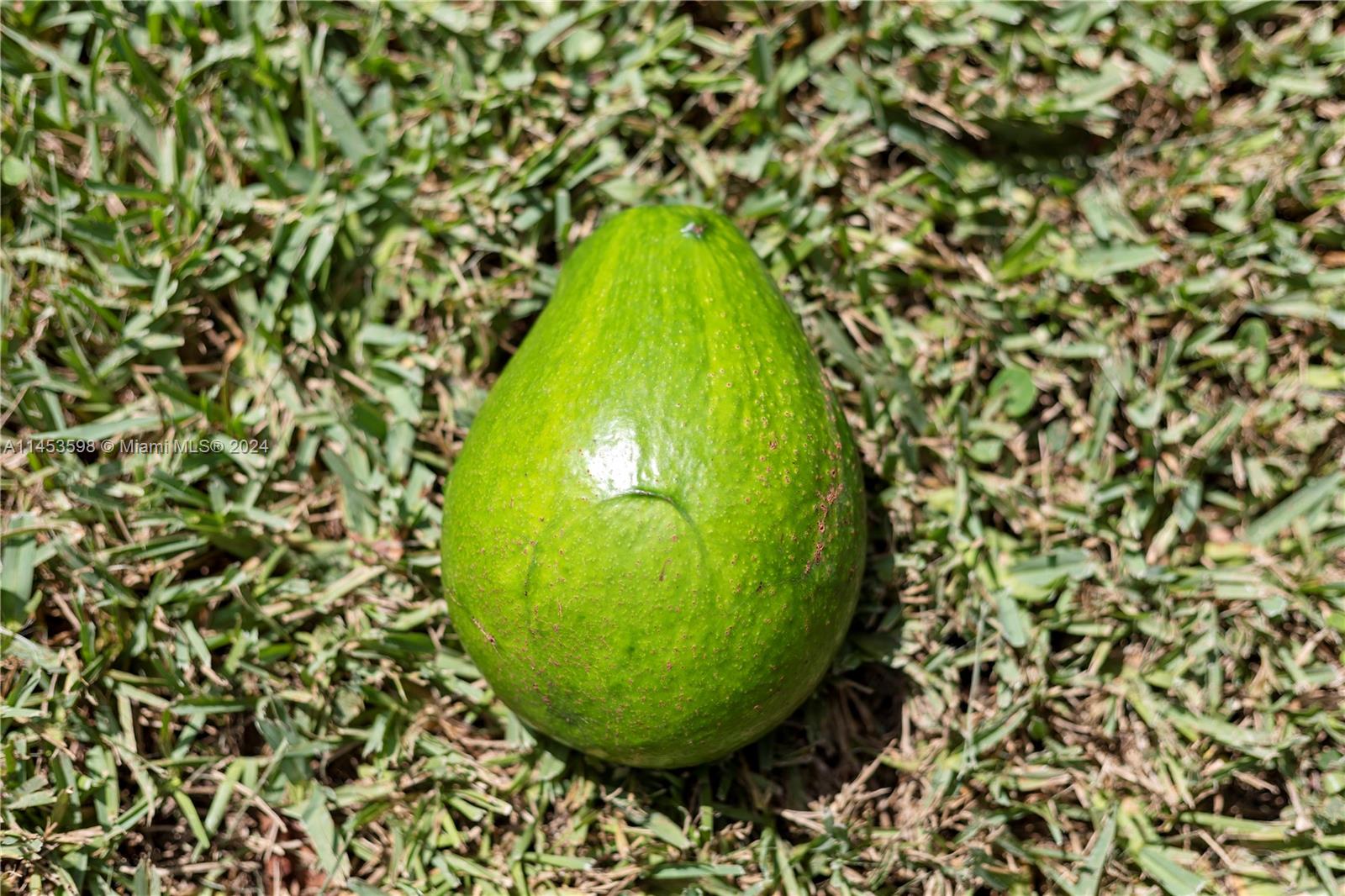 AVOCADO