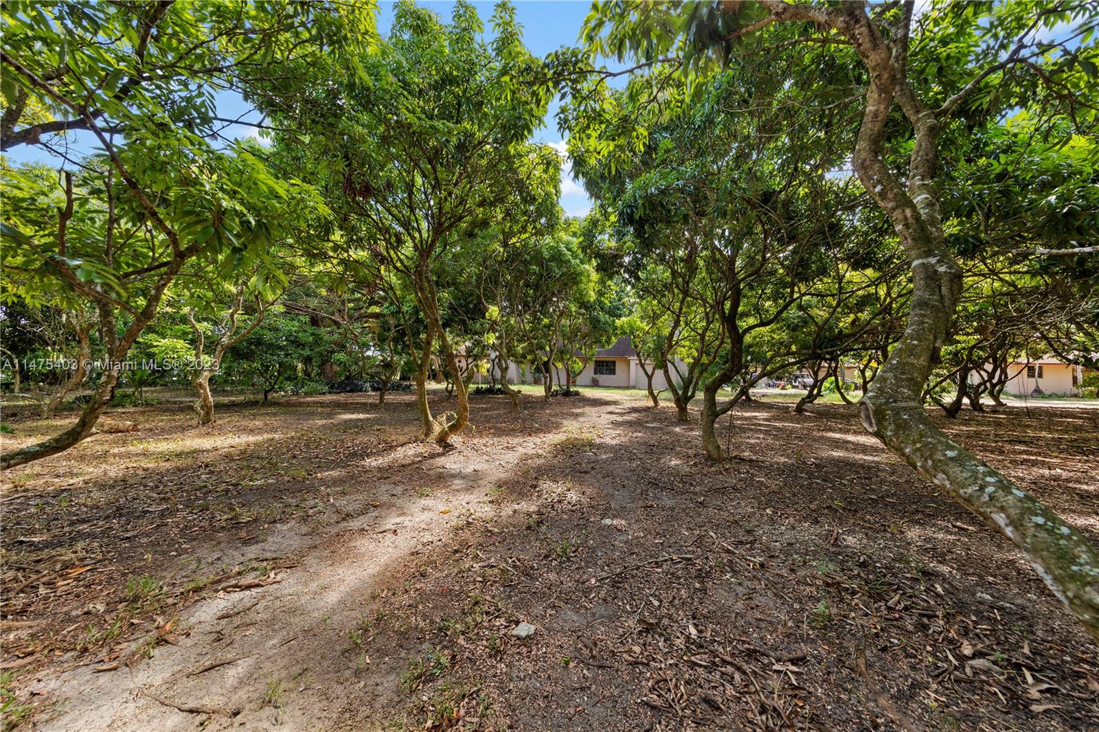 Lychee grove