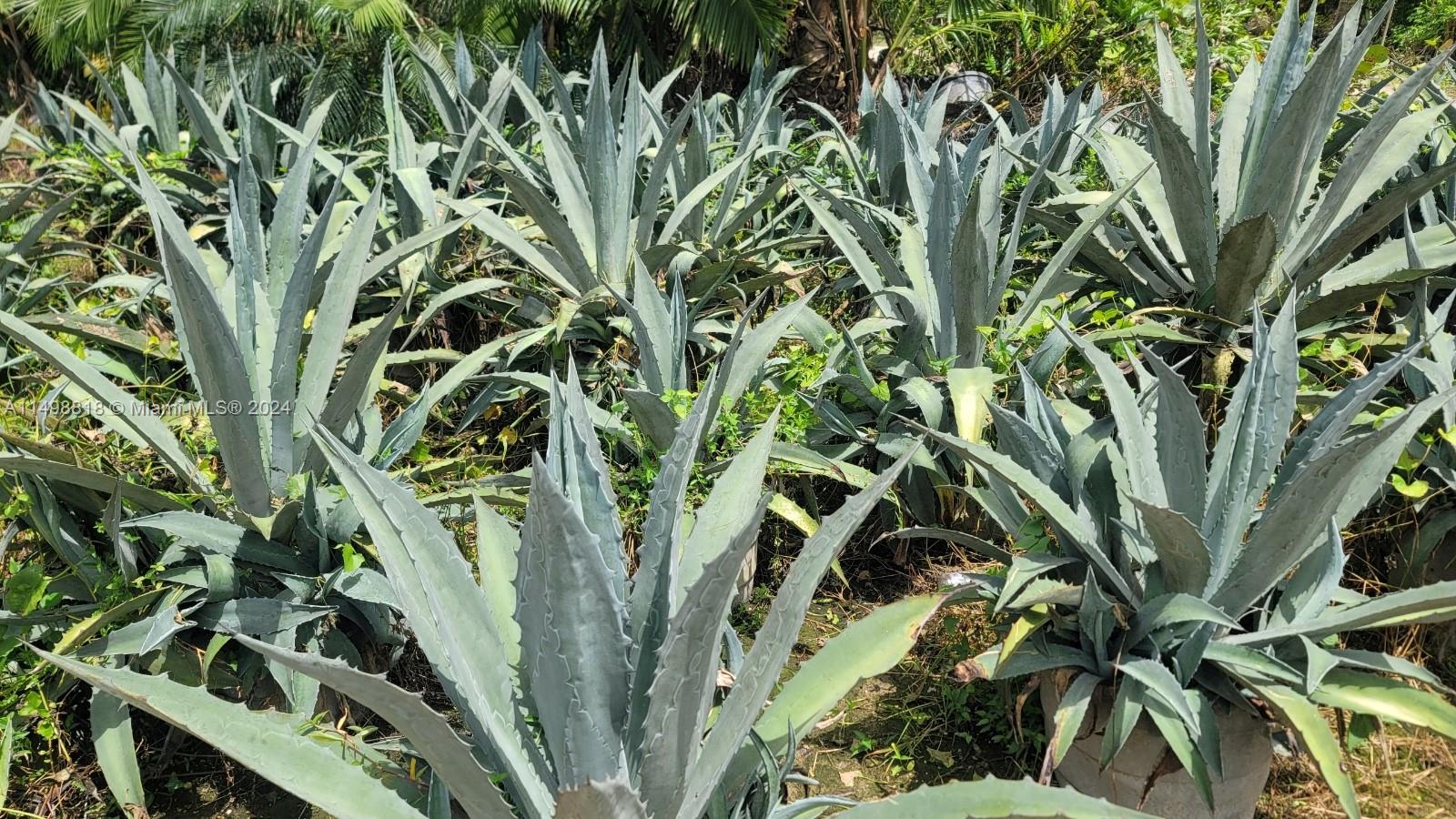 Miami, Florida 33187, ,Land,For Sale,A11498818