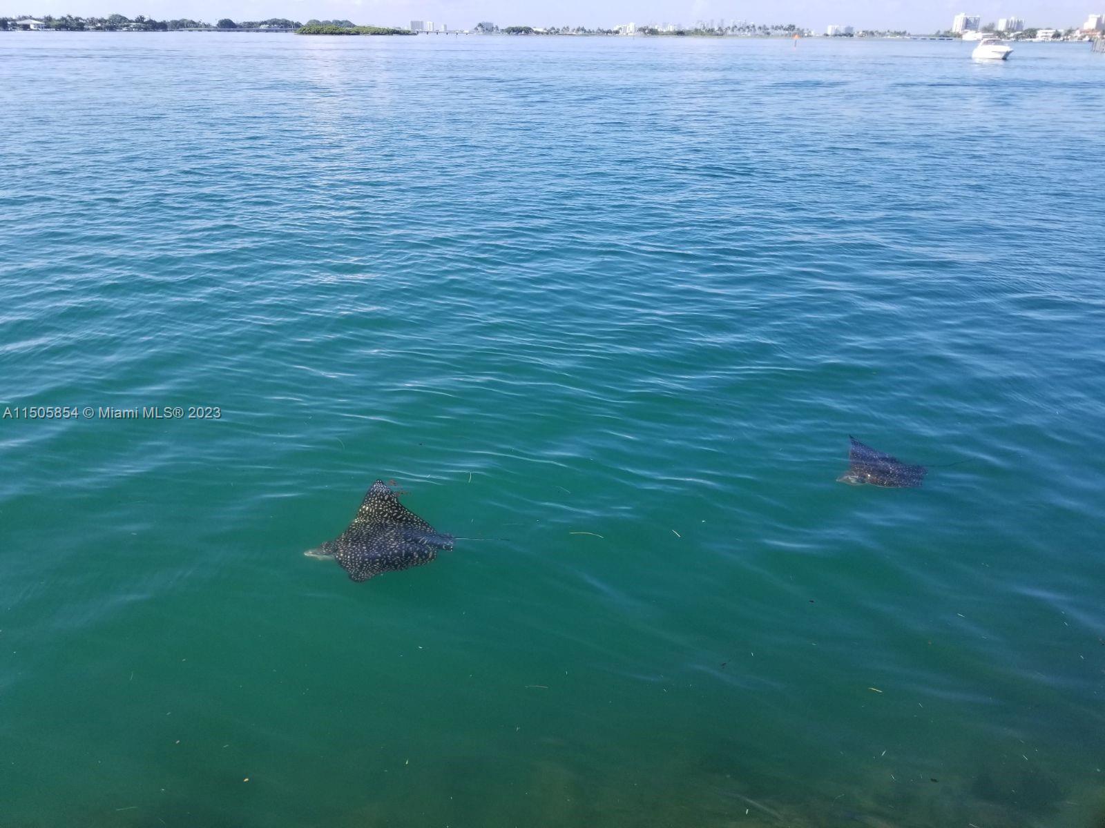 2700 NE 135th St 12, North Miami, Florida 33181, 1 Bedroom Bedrooms, ,1 BathroomBathrooms,Residential,For Sale,2700 NE 135th St 12,A11505854