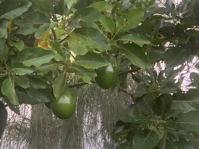 Avocado Grove