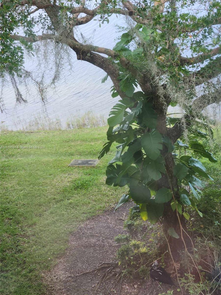 view of lake, tree and a duck
