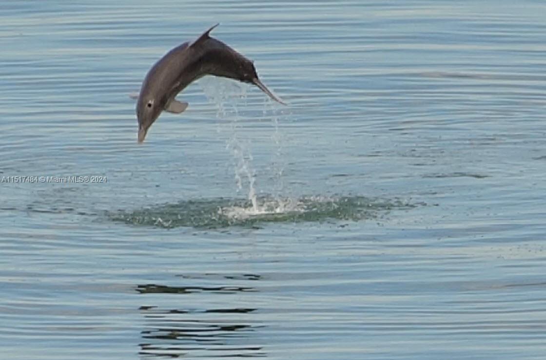Marine life is awesome to behold from this condo's huge Balcony.