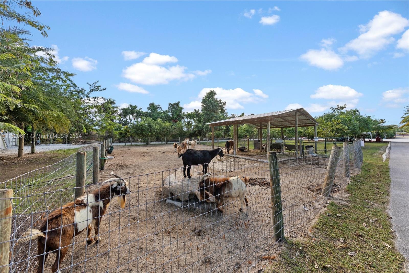 PETTING ZOO THE YOGA GOATS