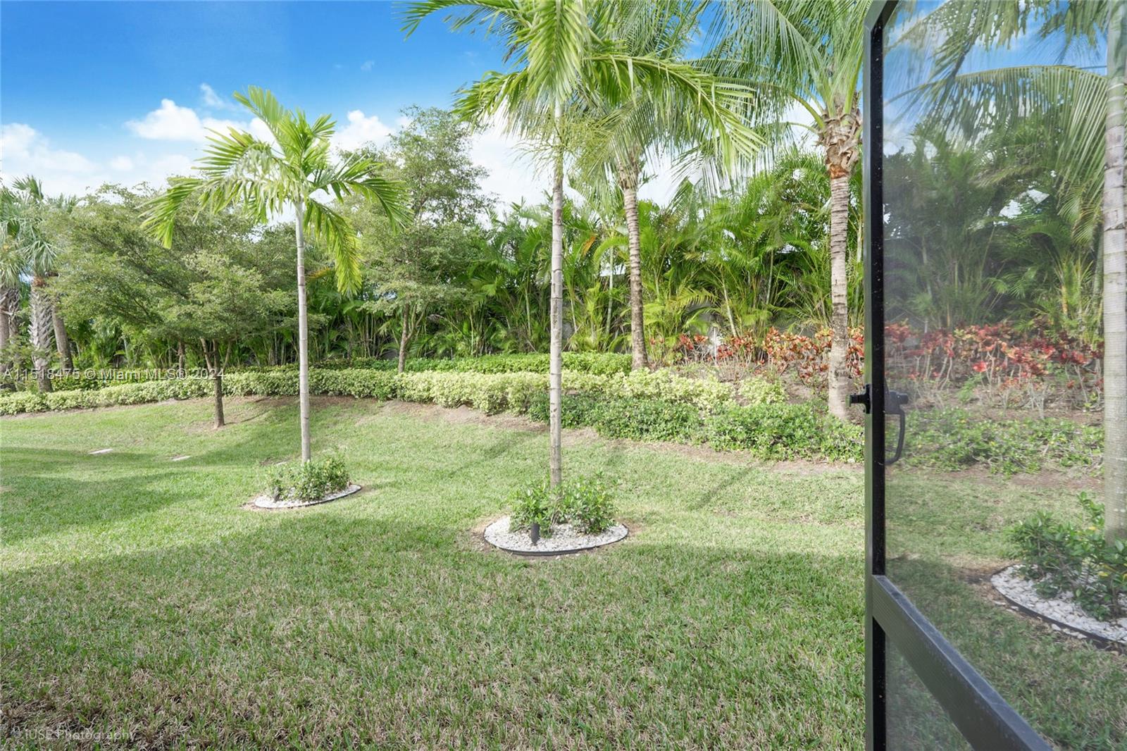 Back yard with beautiful palms with lights