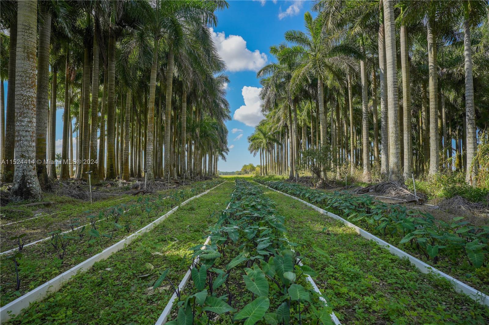 22100 SW 194th Ave, Miami, Florida 33170, 3 Bedrooms Bedrooms, ,2 BathroomsBathrooms,Residential,For Sale,22100 SW 194th Ave,A11524414