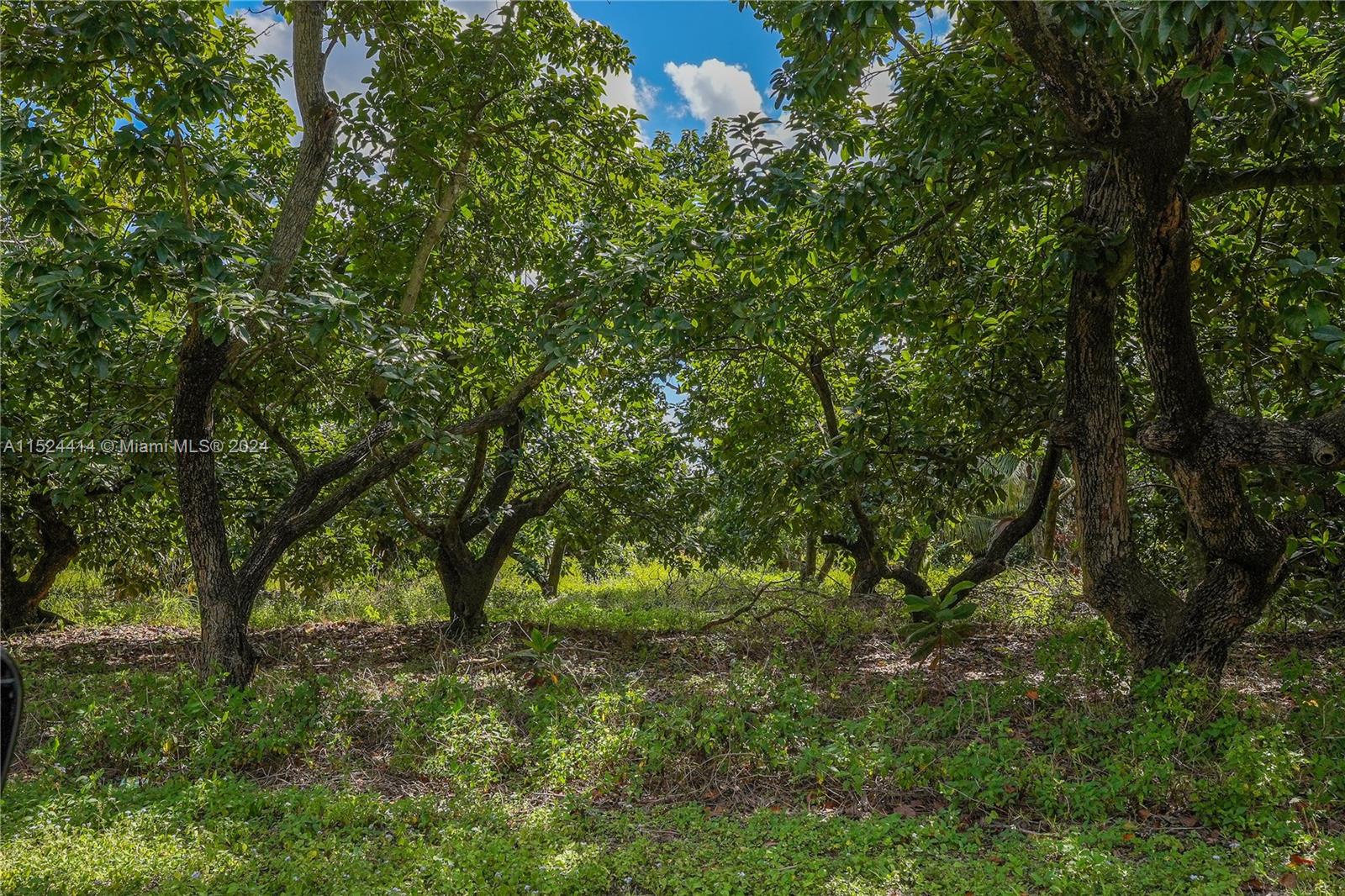 22100 SW 194th Ave, Miami, Florida 33170, 3 Bedrooms Bedrooms, ,2 BathroomsBathrooms,Residential,For Sale,22100 SW 194th Ave,A11524414