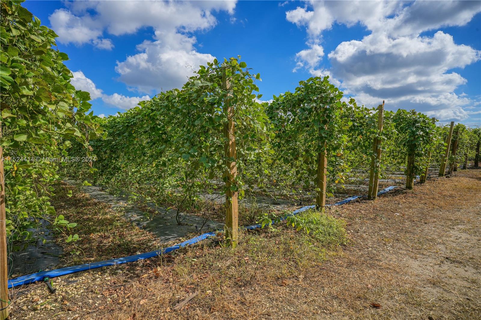 22100 SW 194th Ave, Miami, Florida 33170, 3 Bedrooms Bedrooms, ,2 BathroomsBathrooms,Residential,For Sale,22100 SW 194th Ave,A11524414