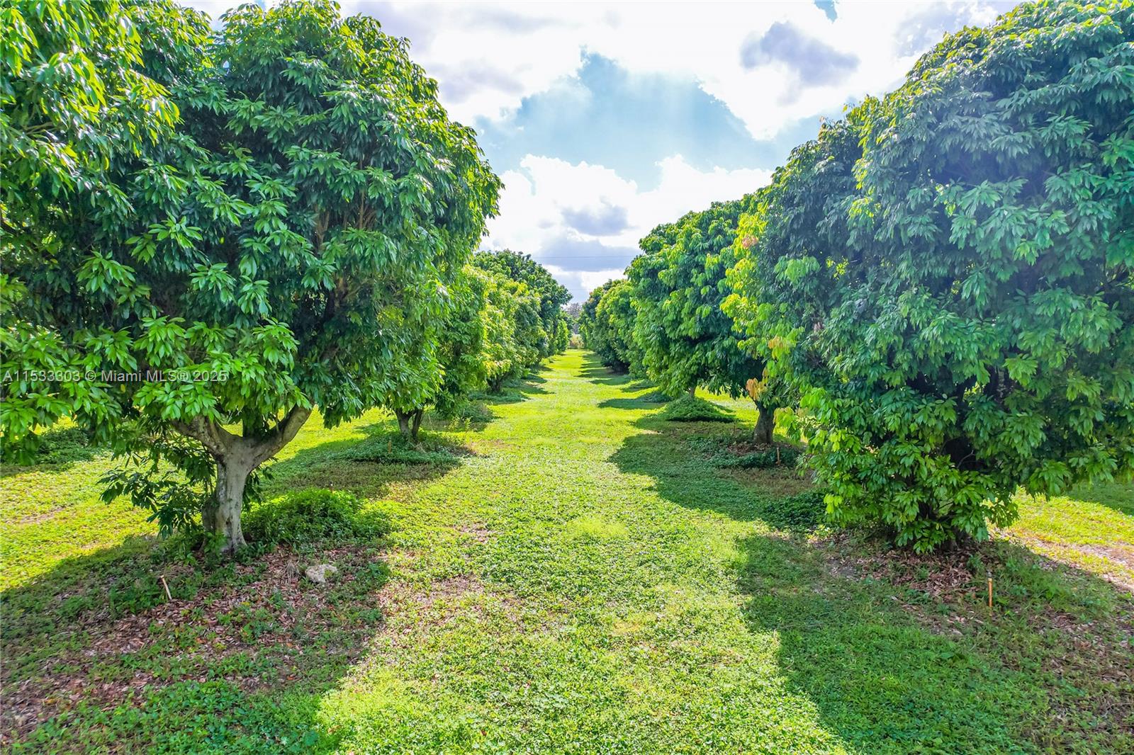 INCOME RPODUCING LYCHEE GROVE