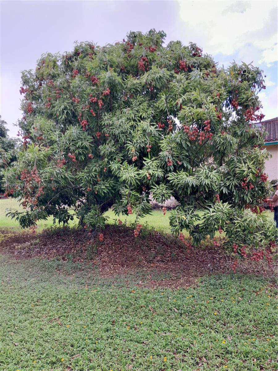 INCOME PRODUCING LYCHEE GROVE VERY CLEAN, WITH ZONED IRRIGATION.