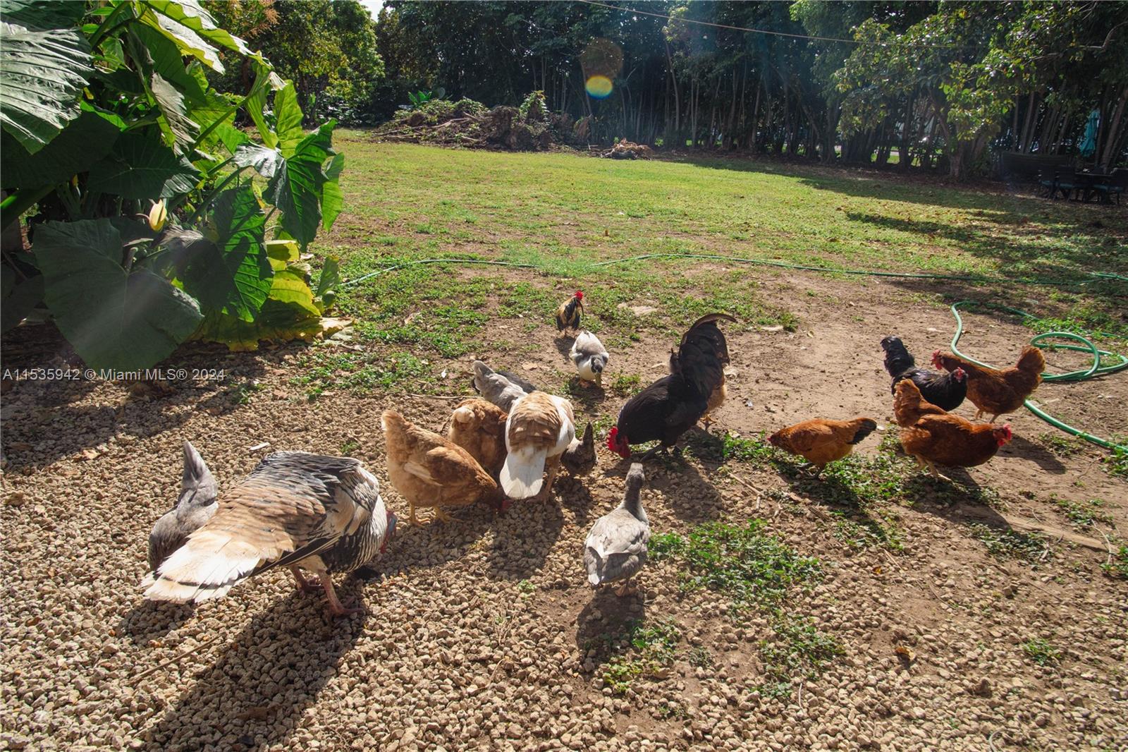 16025 SW 244th St, Homestead, Florida 33031, 5 Bedrooms Bedrooms, ,2 BathroomsBathrooms,Residential,For Sale,16025 SW 244th St,A11535942