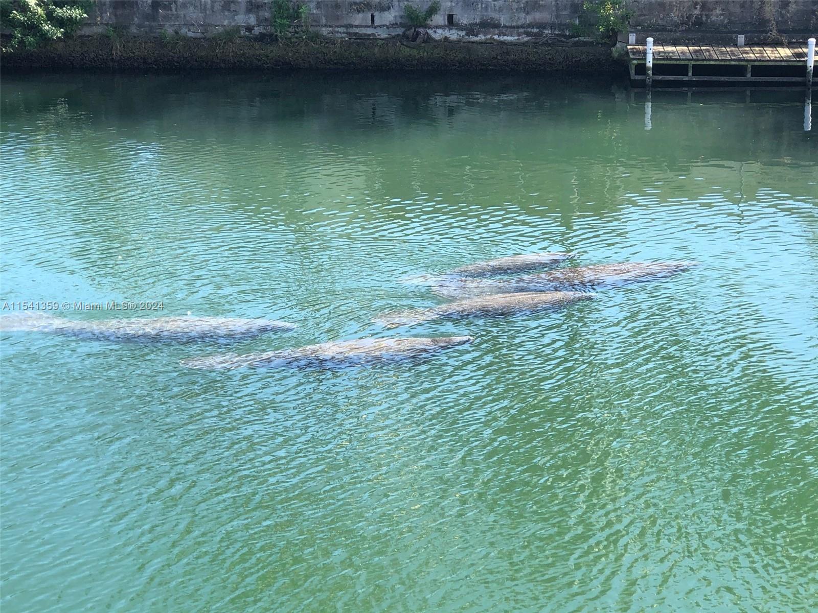 616 Jeronimo Dr, Coral Gables, FL, 33146 United States, 5 Bedrooms Bedrooms, ,4 BathroomsBathrooms,Residential,For Sale,Jeronimo Dr,A11541359